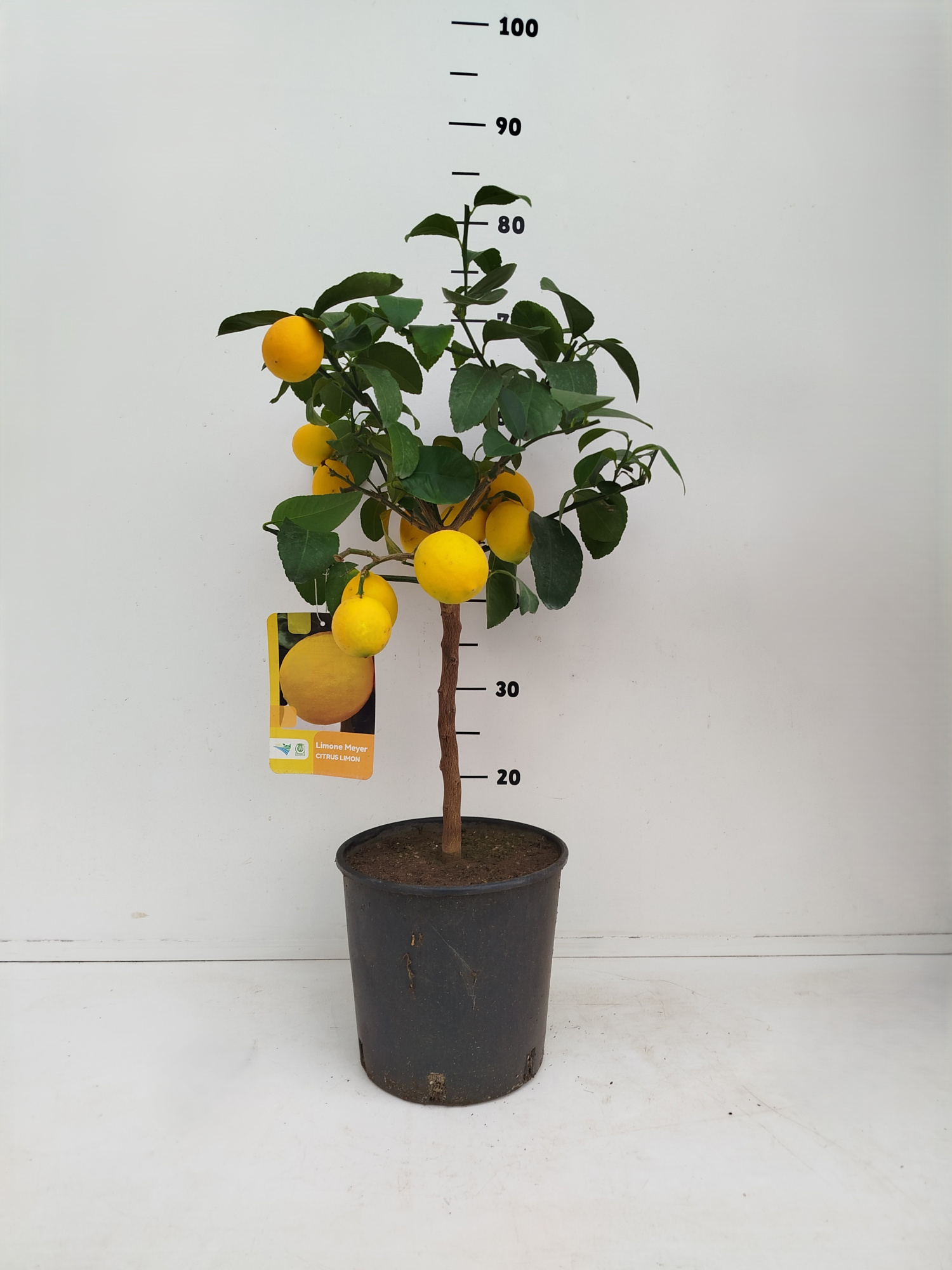 Citrus limonum "Meyer", D 21