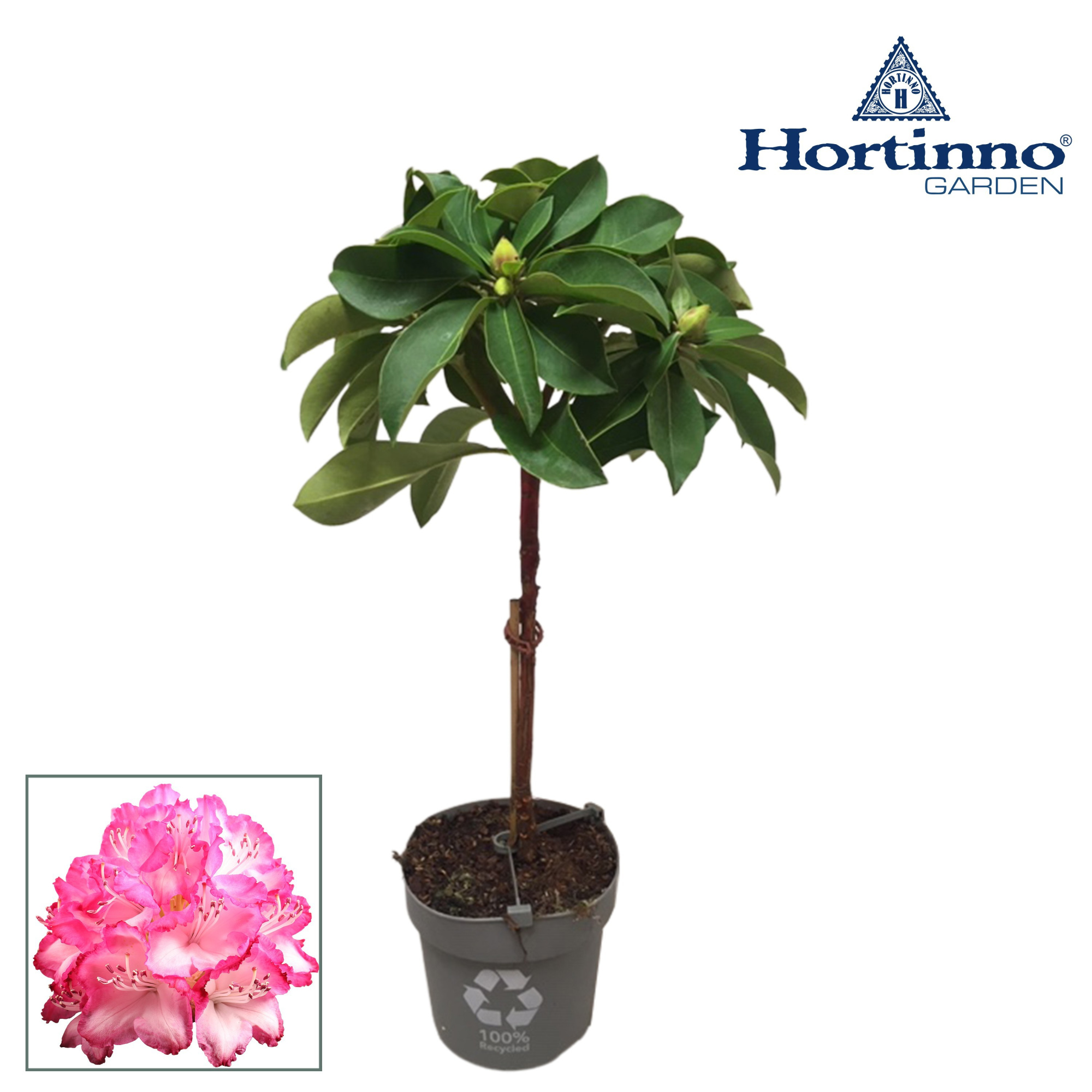Hortinno® Garden XXL The Original groen stam 25 cm, D 19