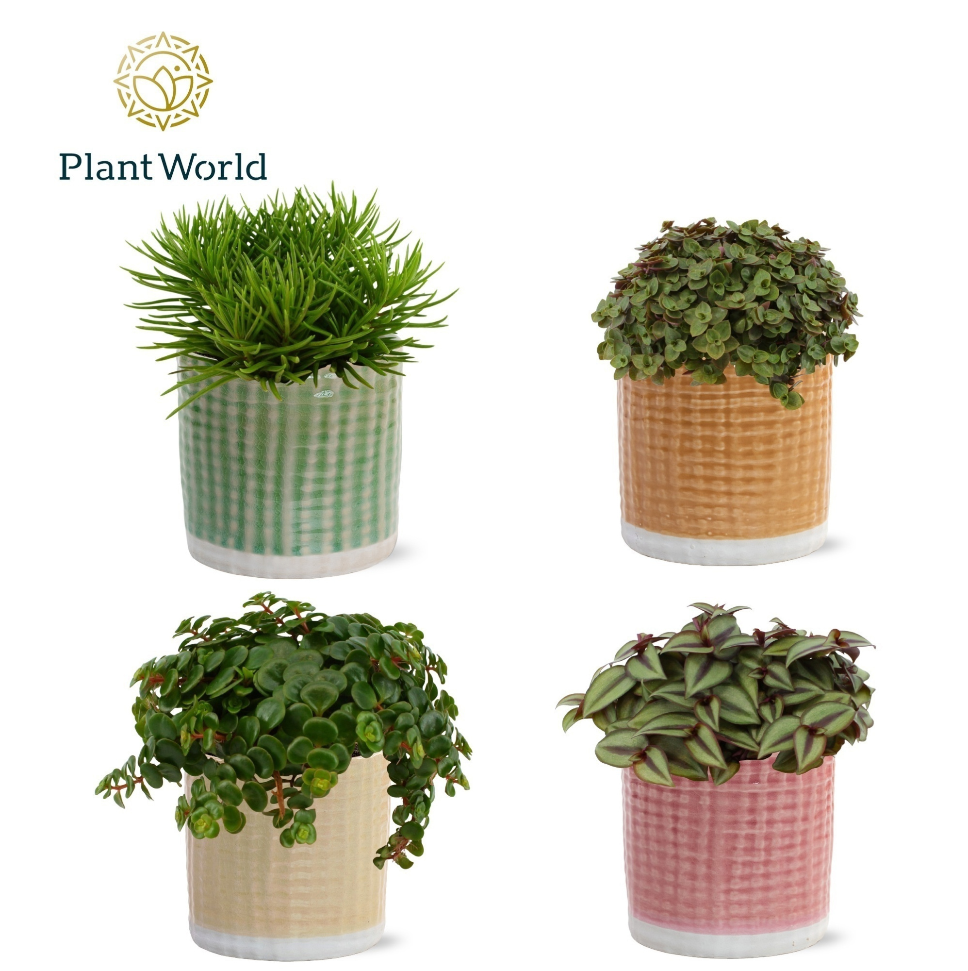 Gemengde tray 10,5cm in elsa pot, D 10,5