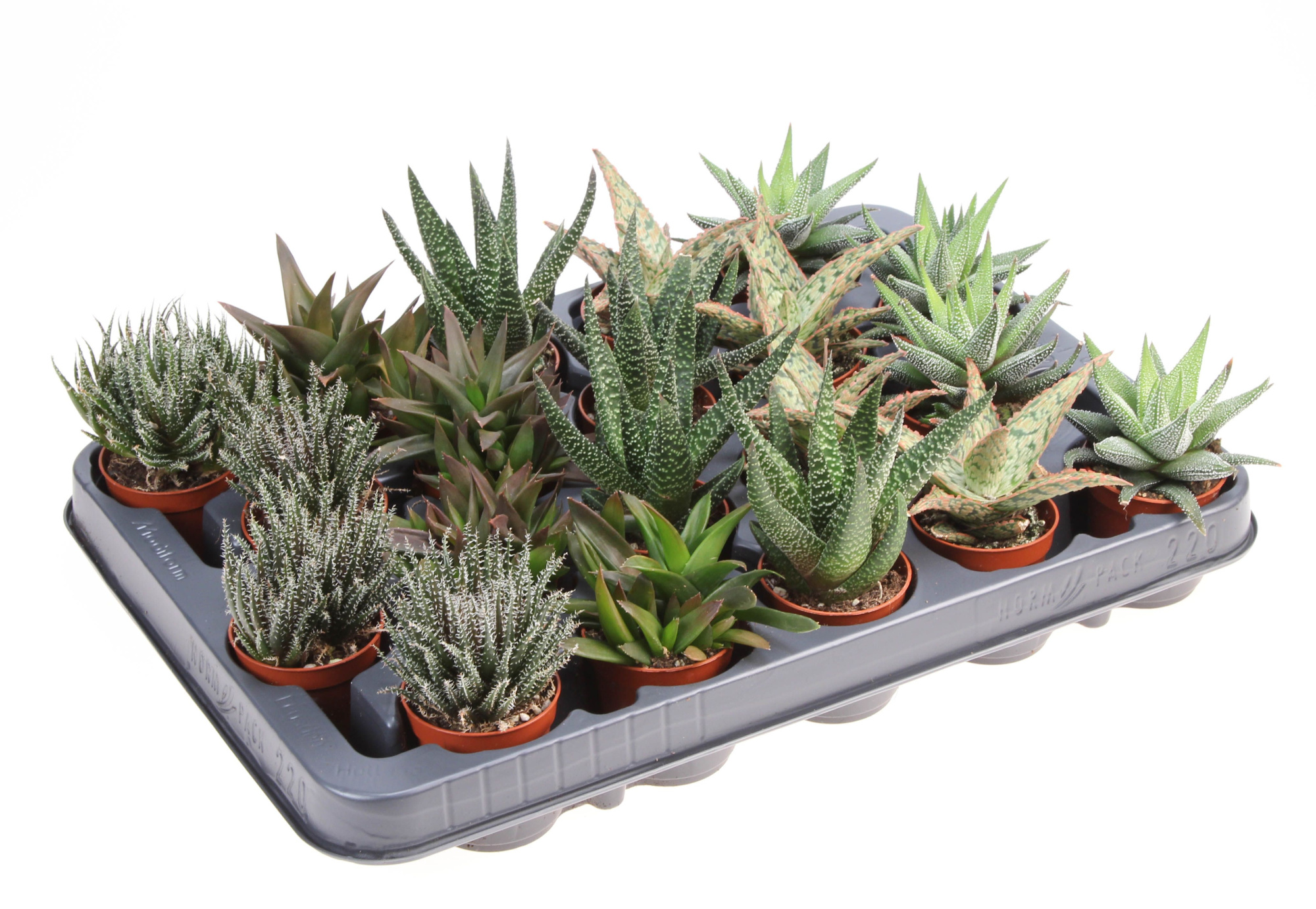 Aloe haworthia mix XL, D 5,5