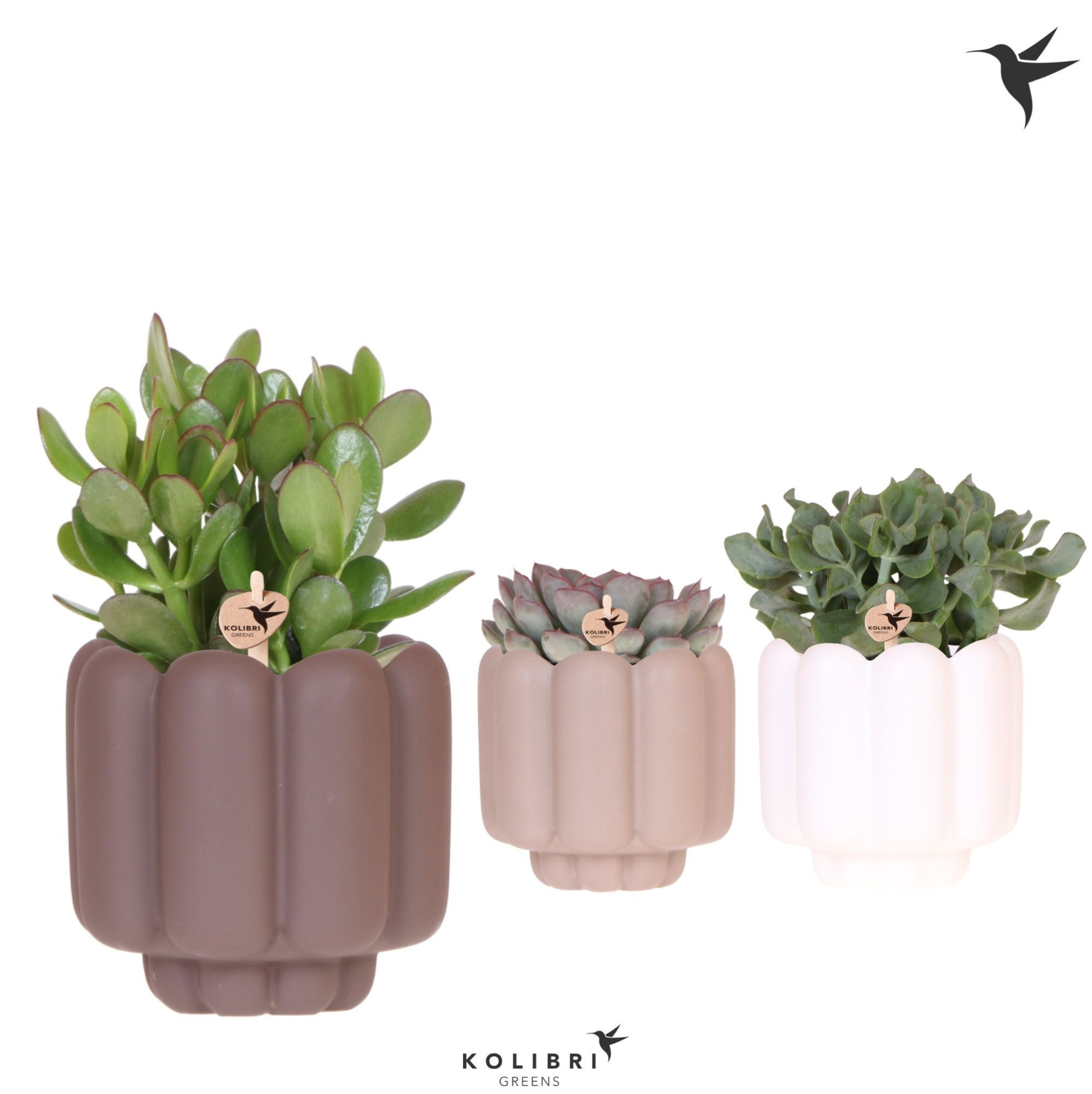 Kolibri Greens Succulenten mix in Retro pot sand mix, D 12