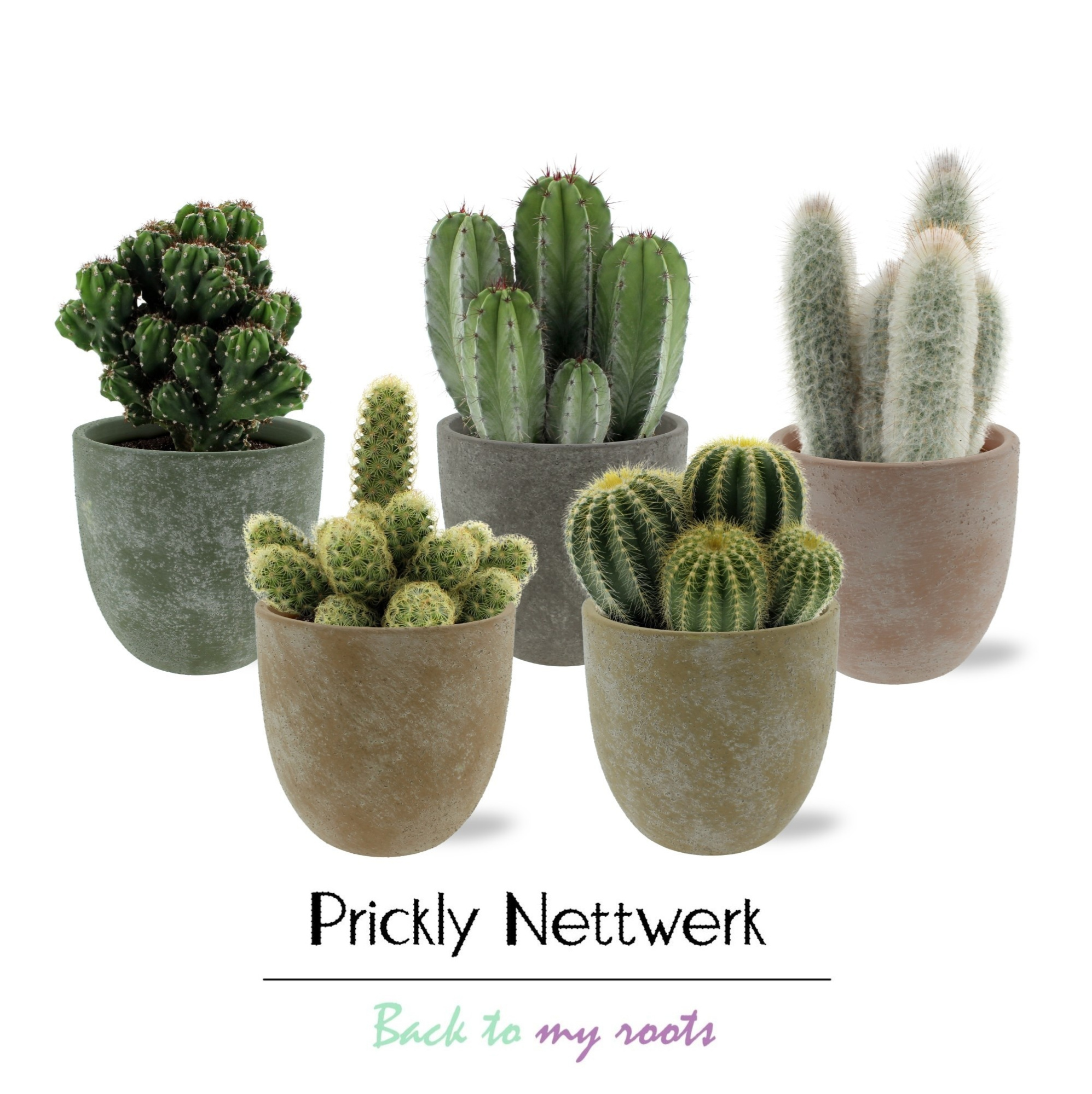 Cactus 12 cm in betonnen Boule pot, D 13