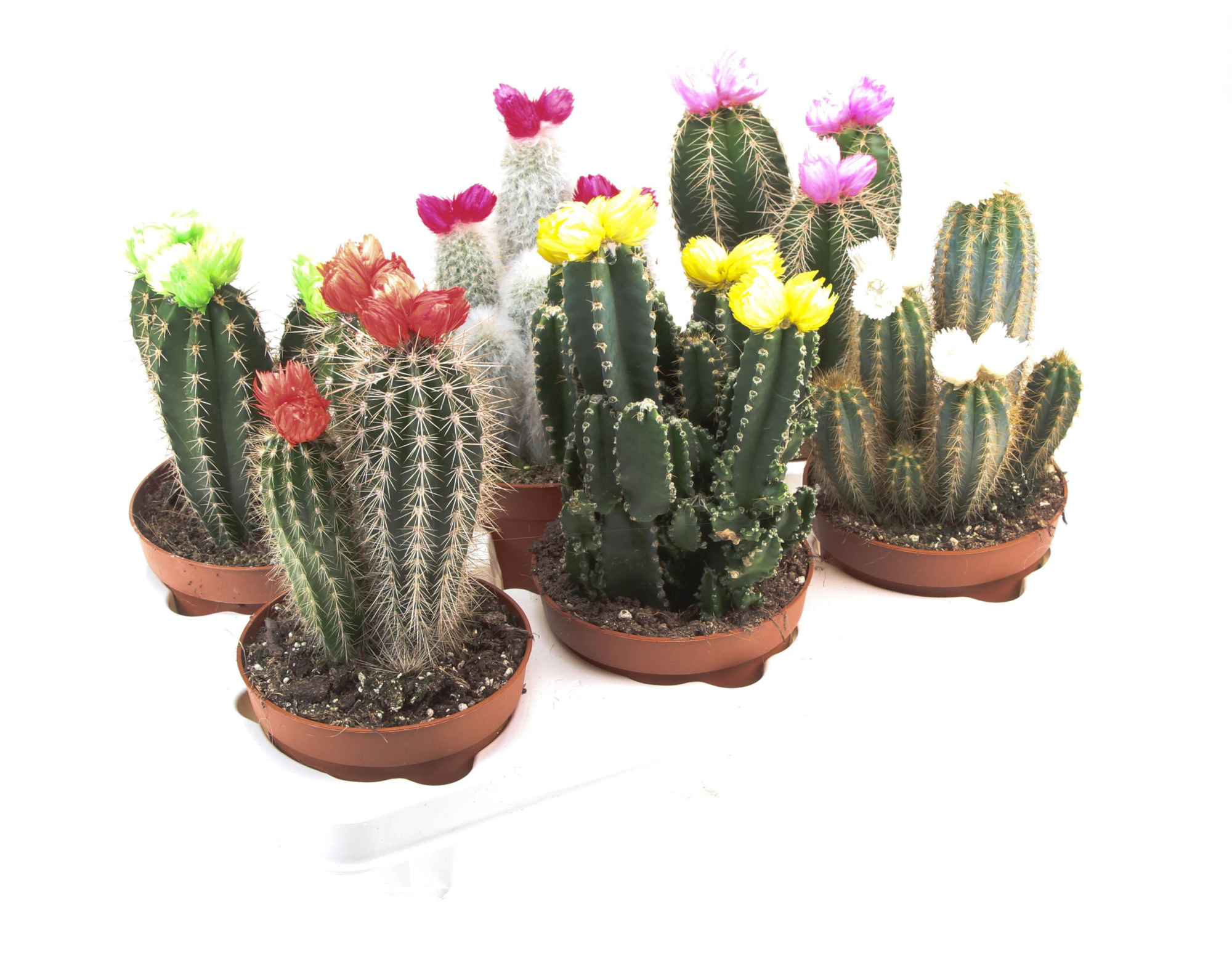 Cactus decoratie strobloem mix, D 12