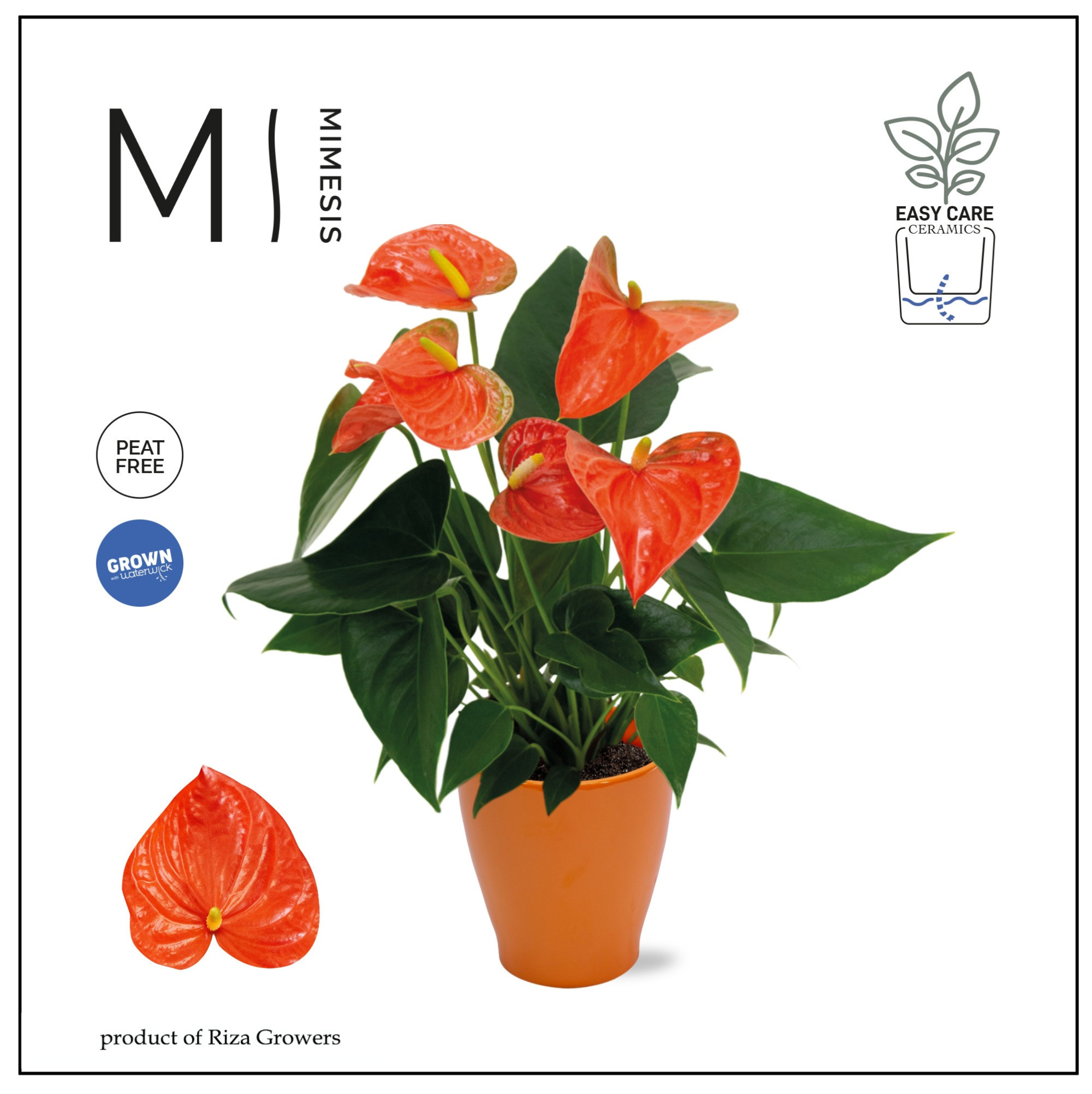 Mimesis Anthurium KARMA Orange - Carolina Orange, D 12