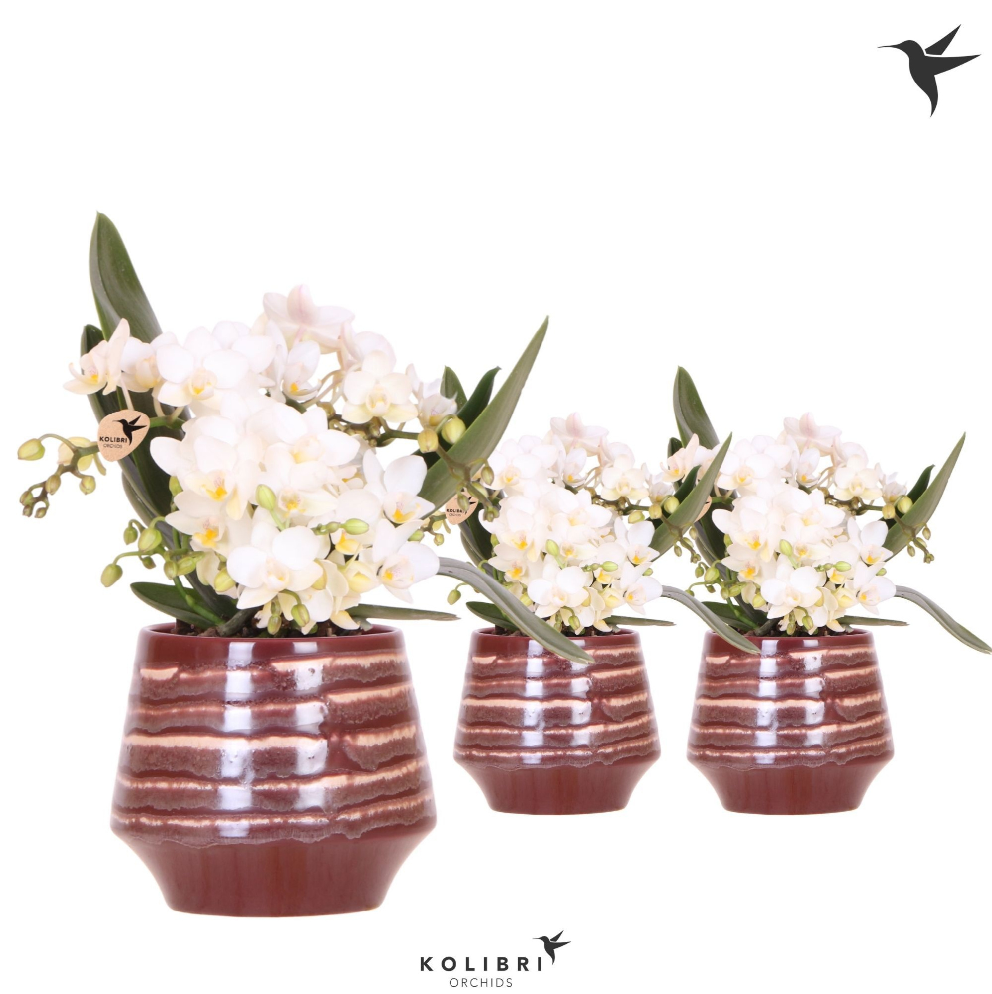 Kolibri Orchids Phalaenopsis Nazare 4 spike in Moonstone pot red, D 9