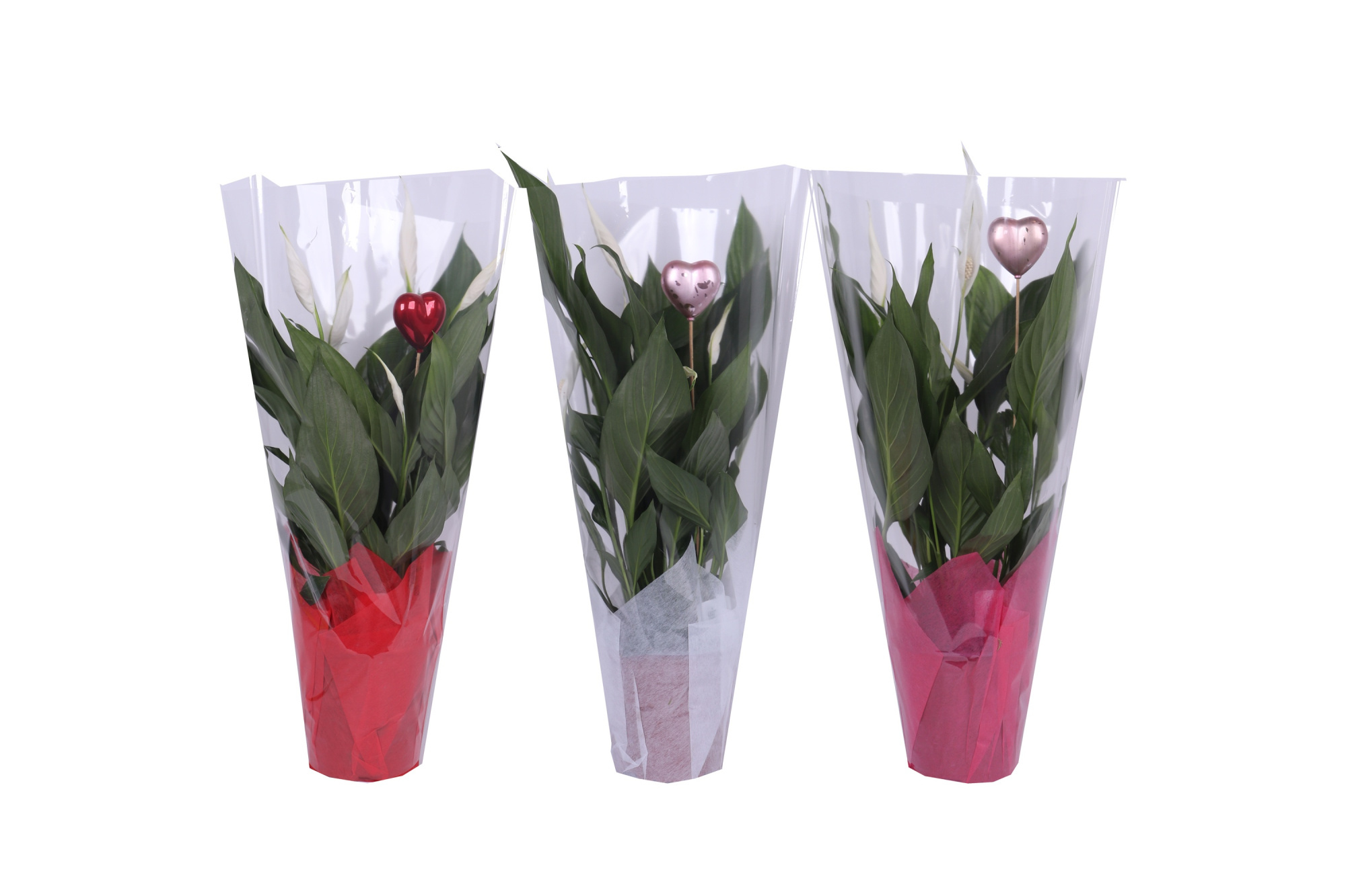 KP-105.3 - Spath Bingo Cupido 17cm met doek en hartsteker, D 17