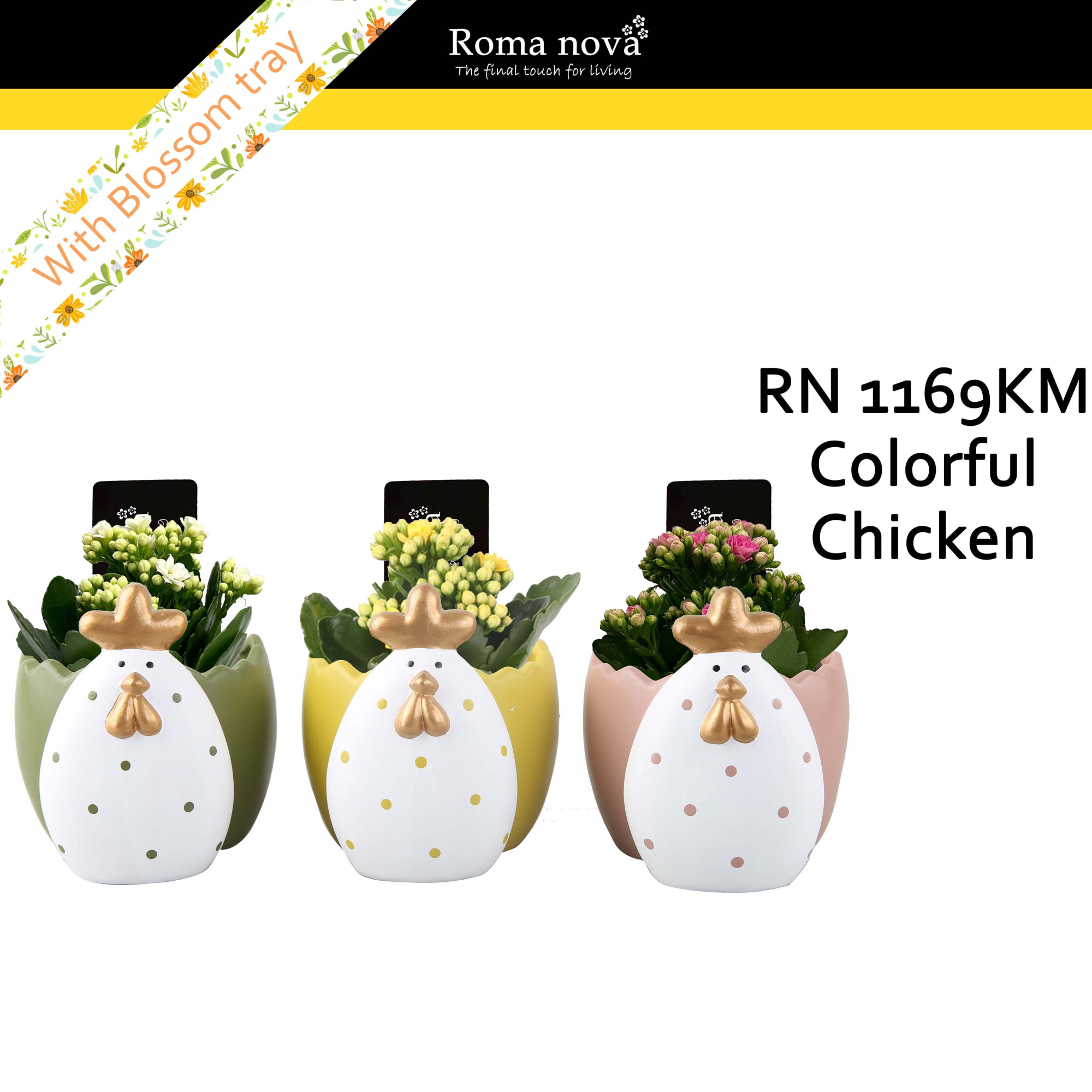 1169KM - Colorful Chicken (Kalanchoe mix), D 13