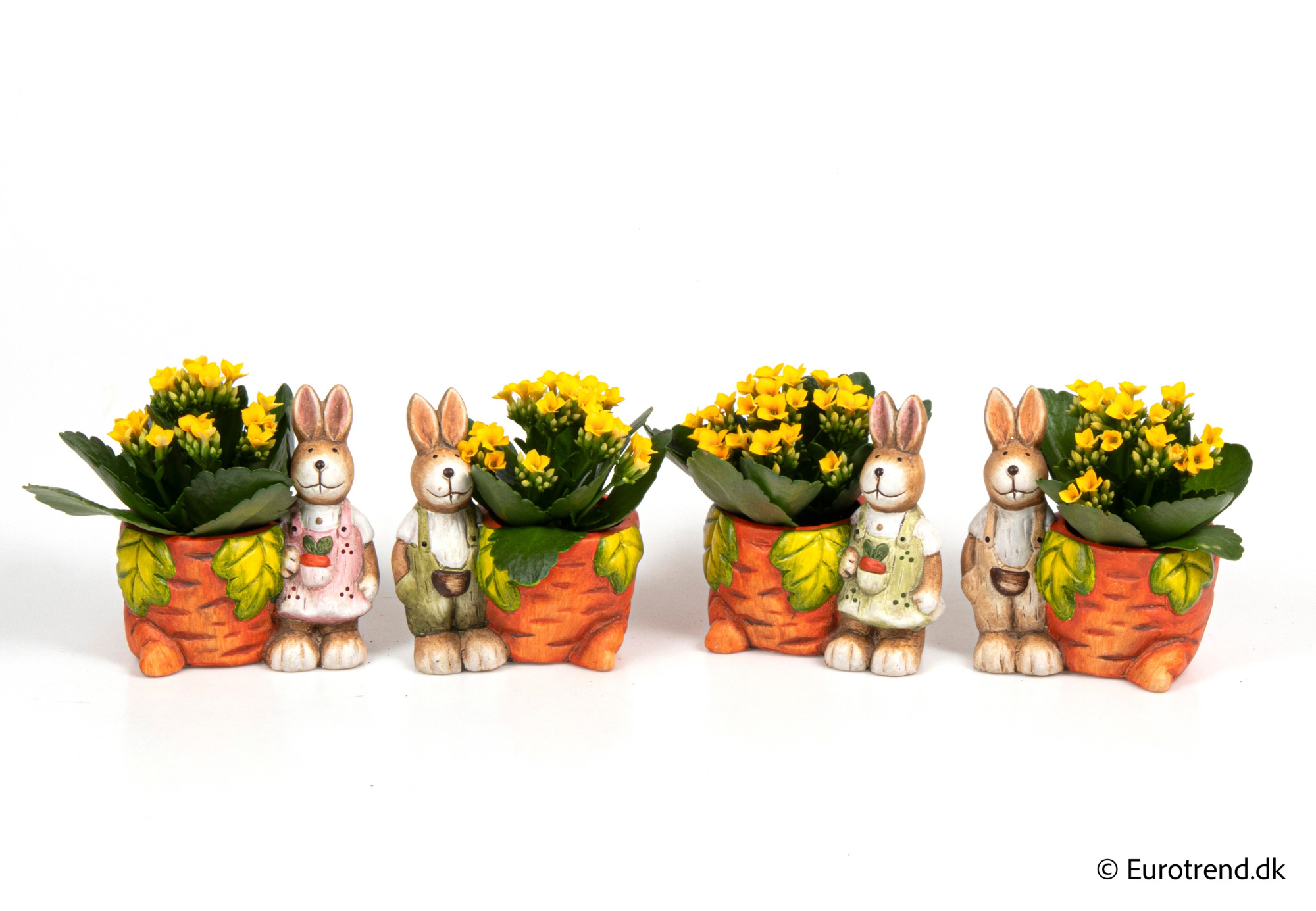 Kalanchoe in Easter ceramic 2026, D 6