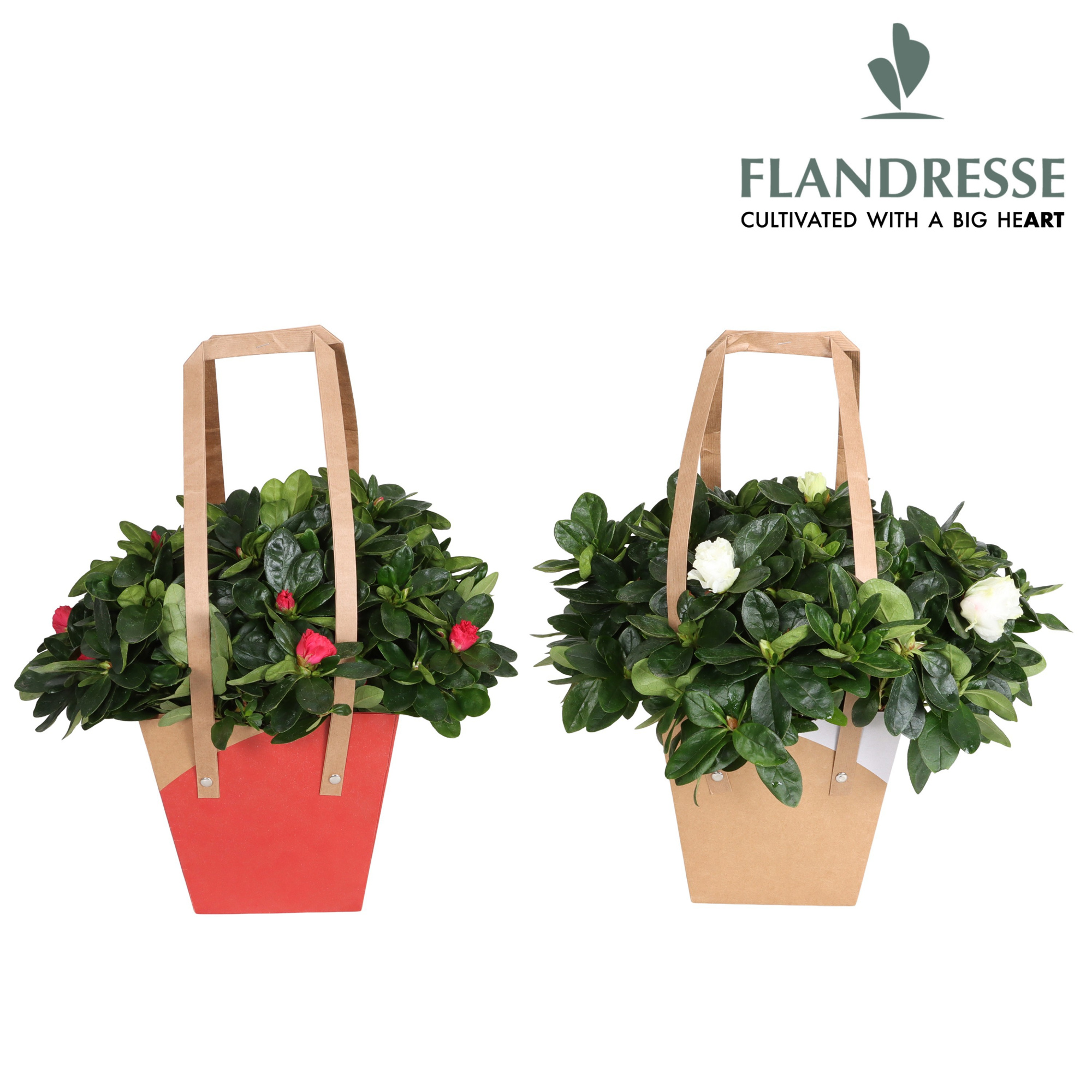 Azalea Flandresse® Christmas Draagtas, D 14