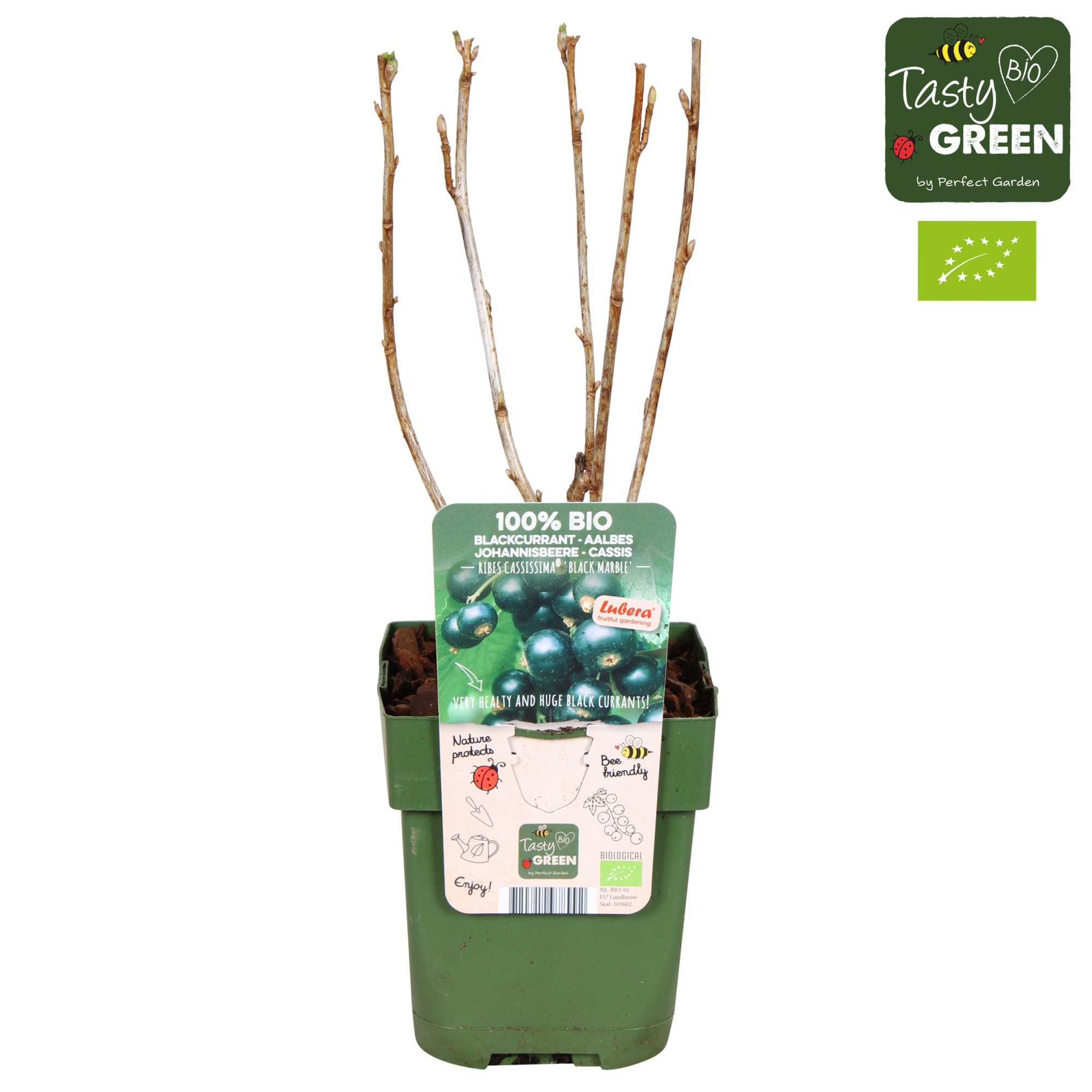 Ribes nigrum 'Black Marble' Bio P13, D 13