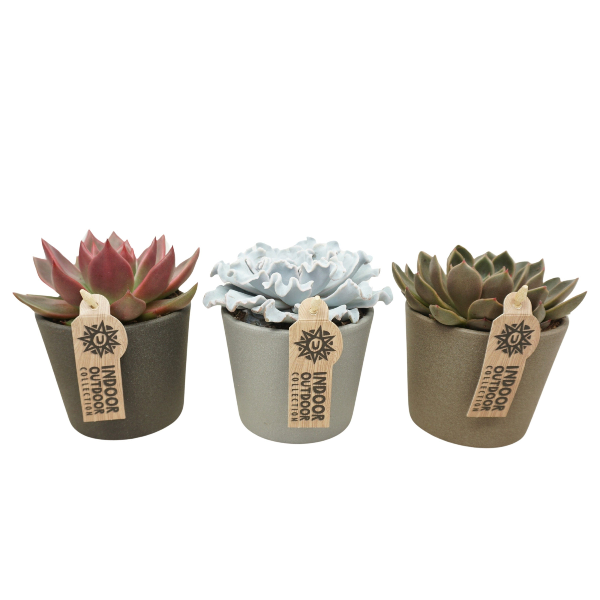 Echeveria mix in 12 cm keramiek (3 assorti), D 10,5