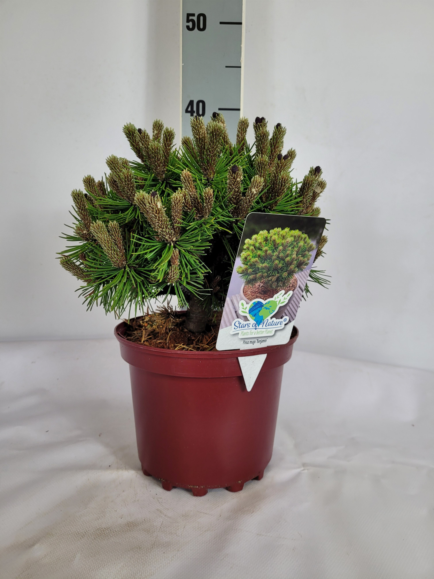 Pinus mugo Benjamin C3 20-25, D 19