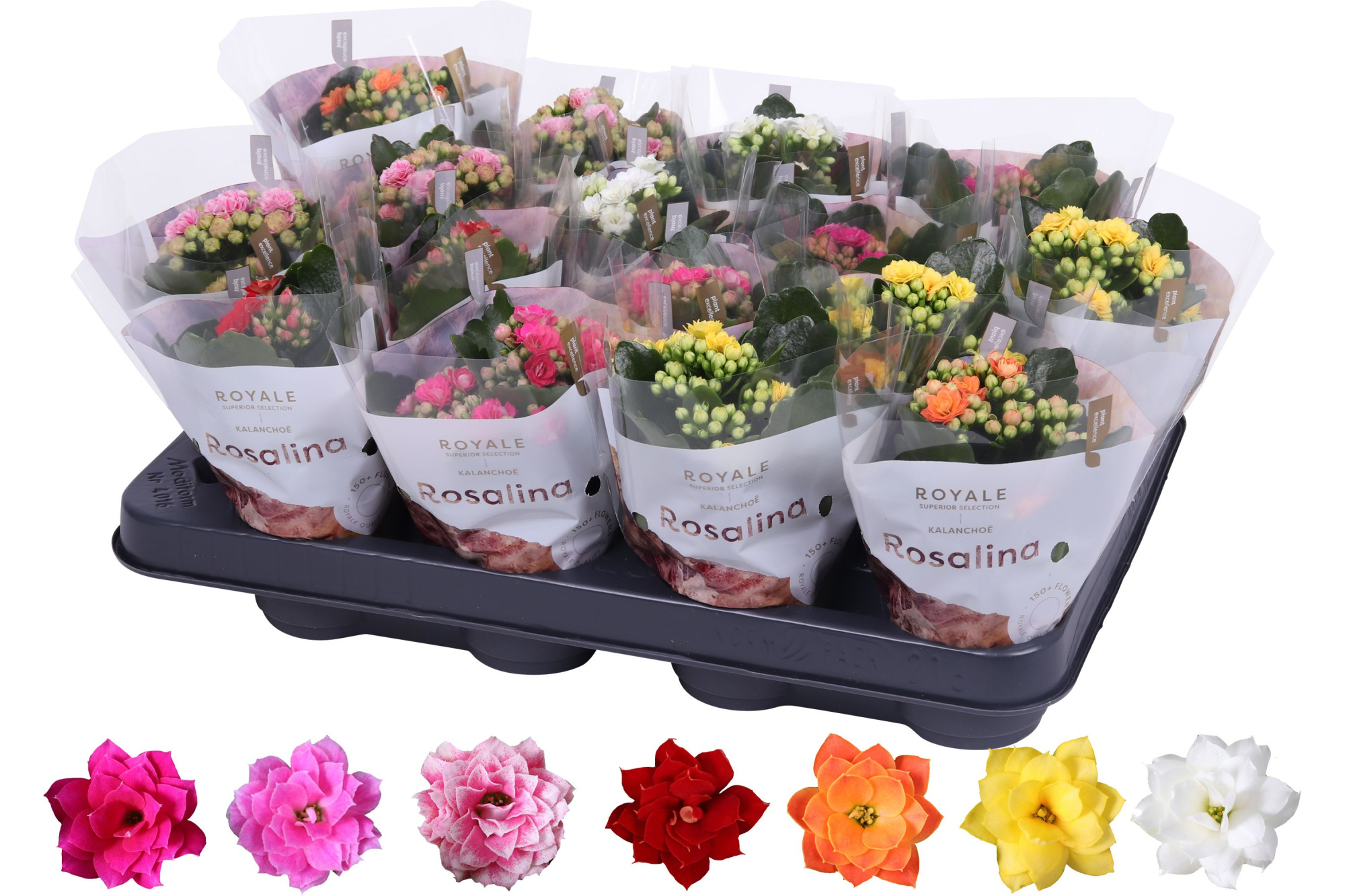 Kalanchoe Rosalina 07cm mix, Royale, D 7