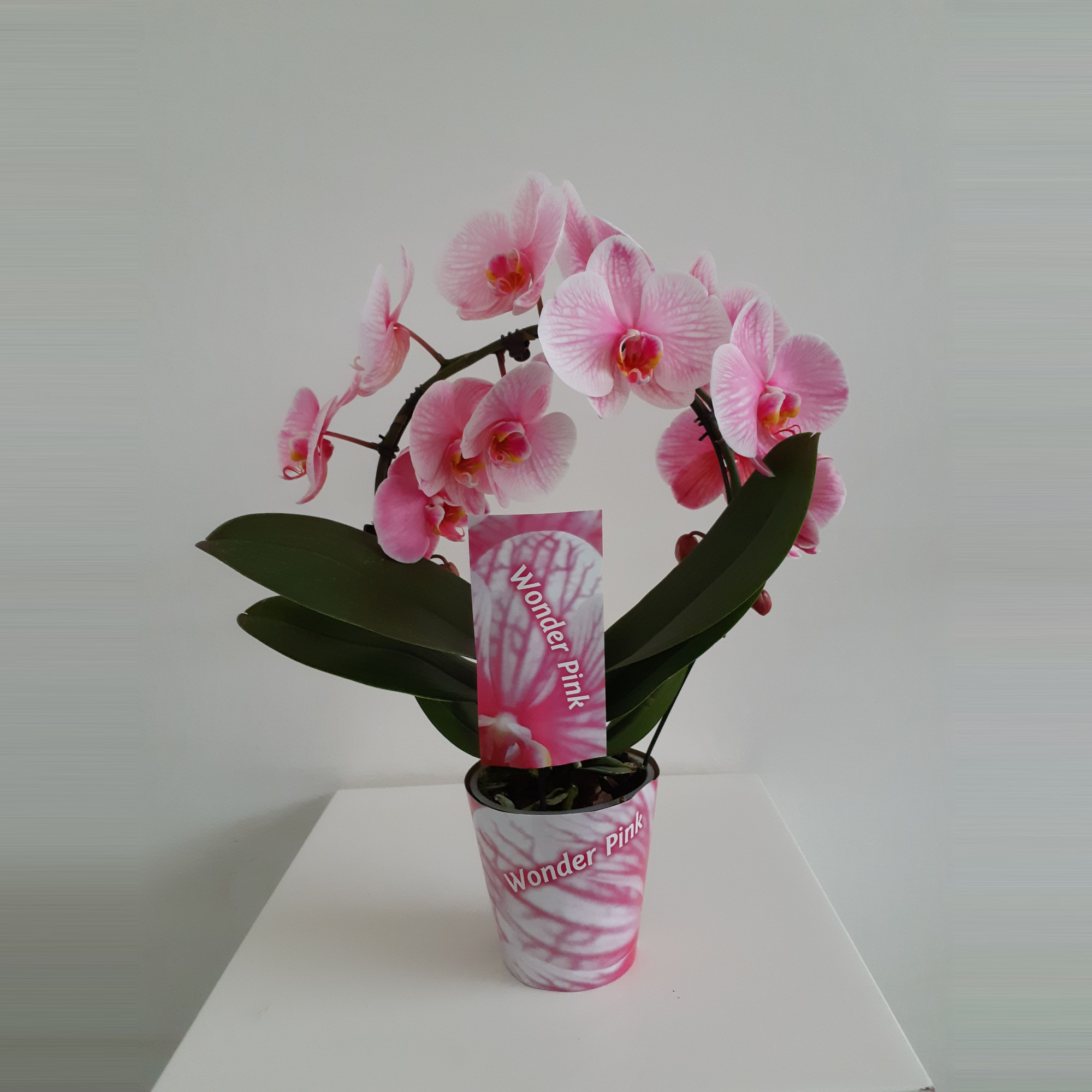 Wonder Spiegelboog Pink, D 12