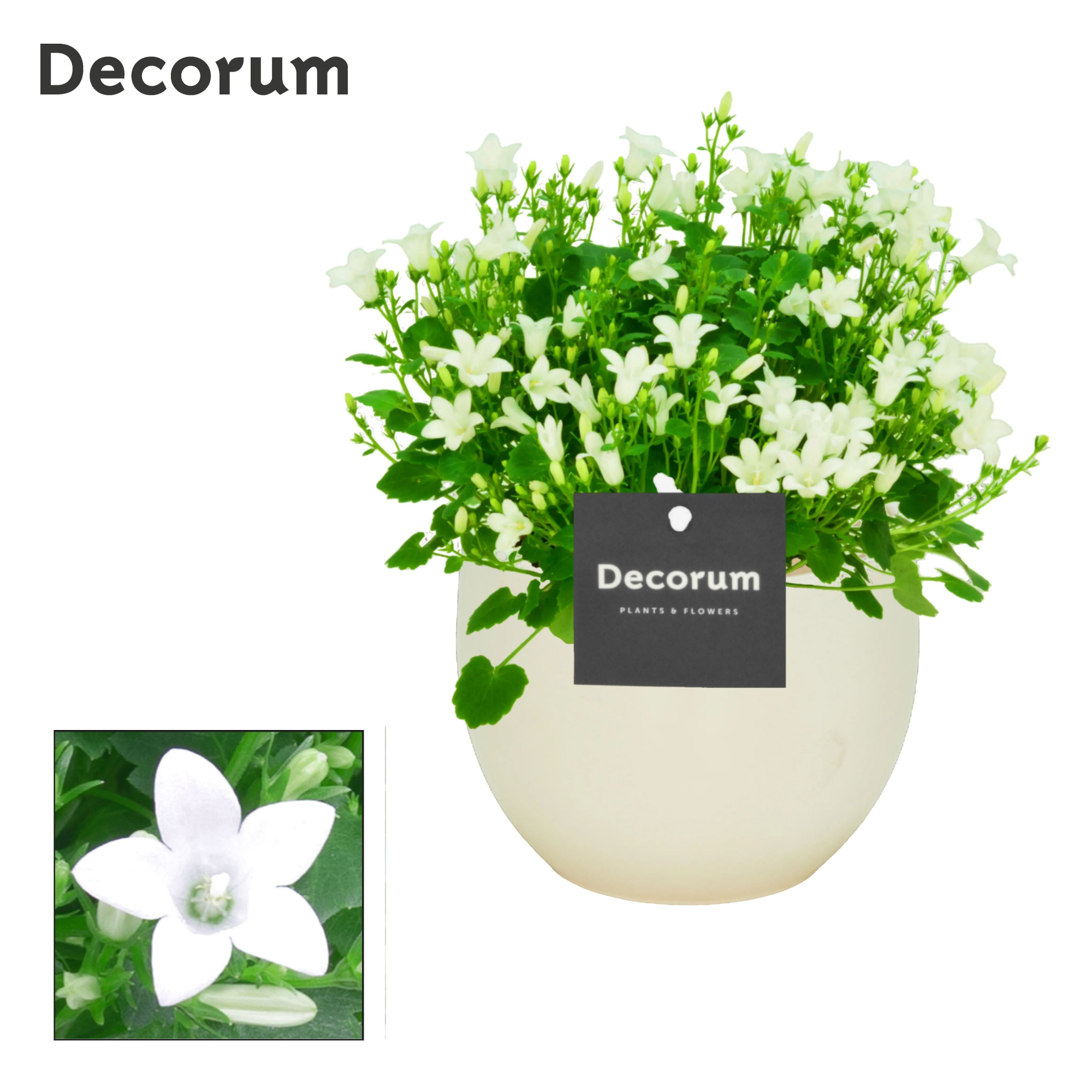 Campanula Porto White Decorum Melanie, D 13