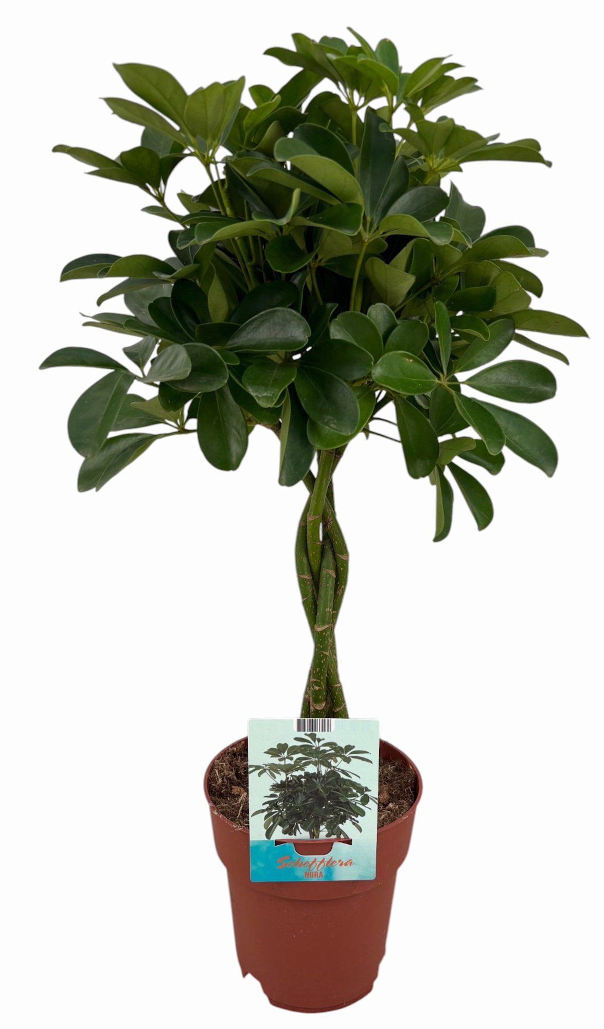 Schefflera Compacta gevlochten stam (Peat Free / Veenvrij), D 19