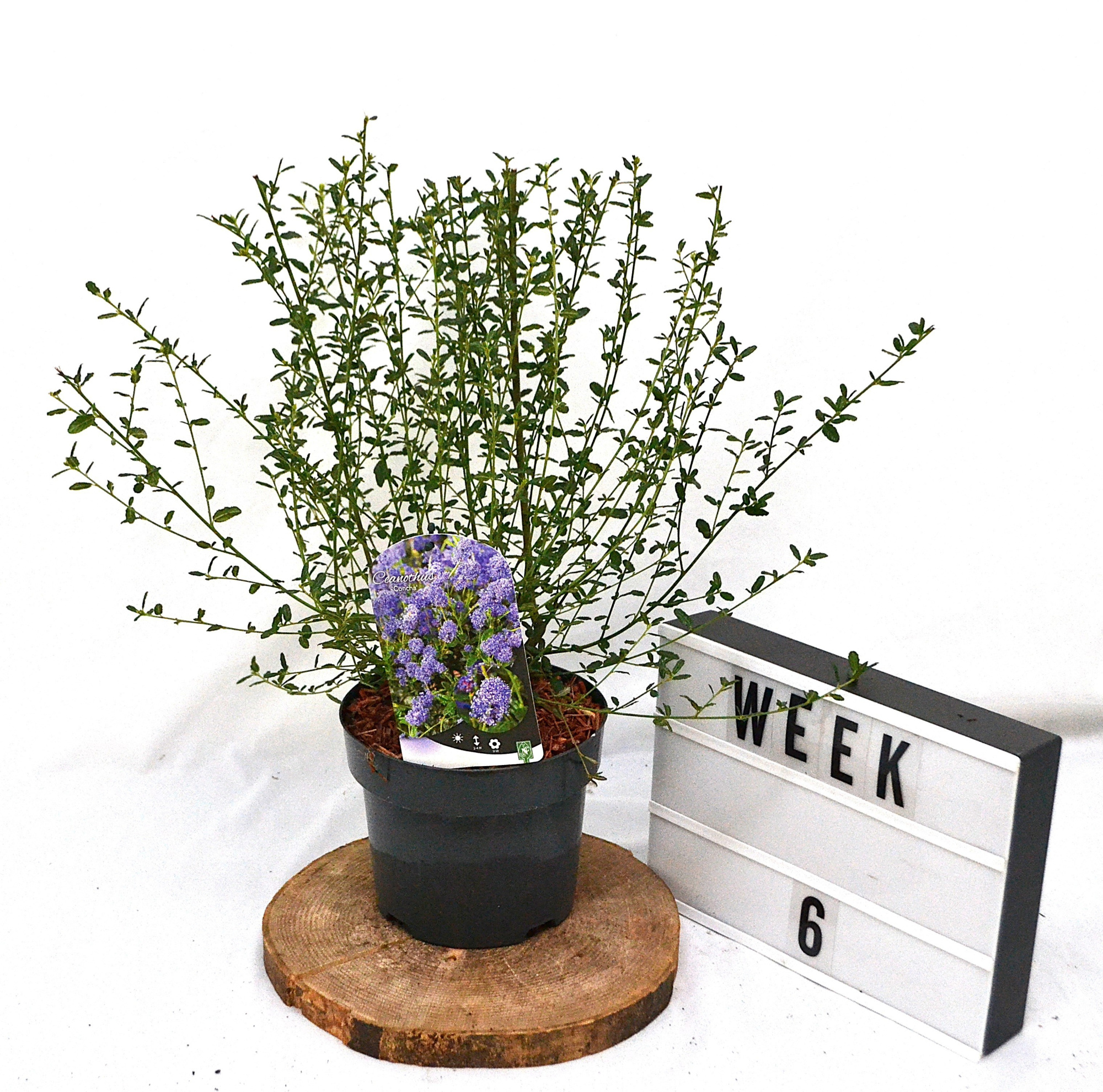 Ceanothus 'Concha' C3, D 19