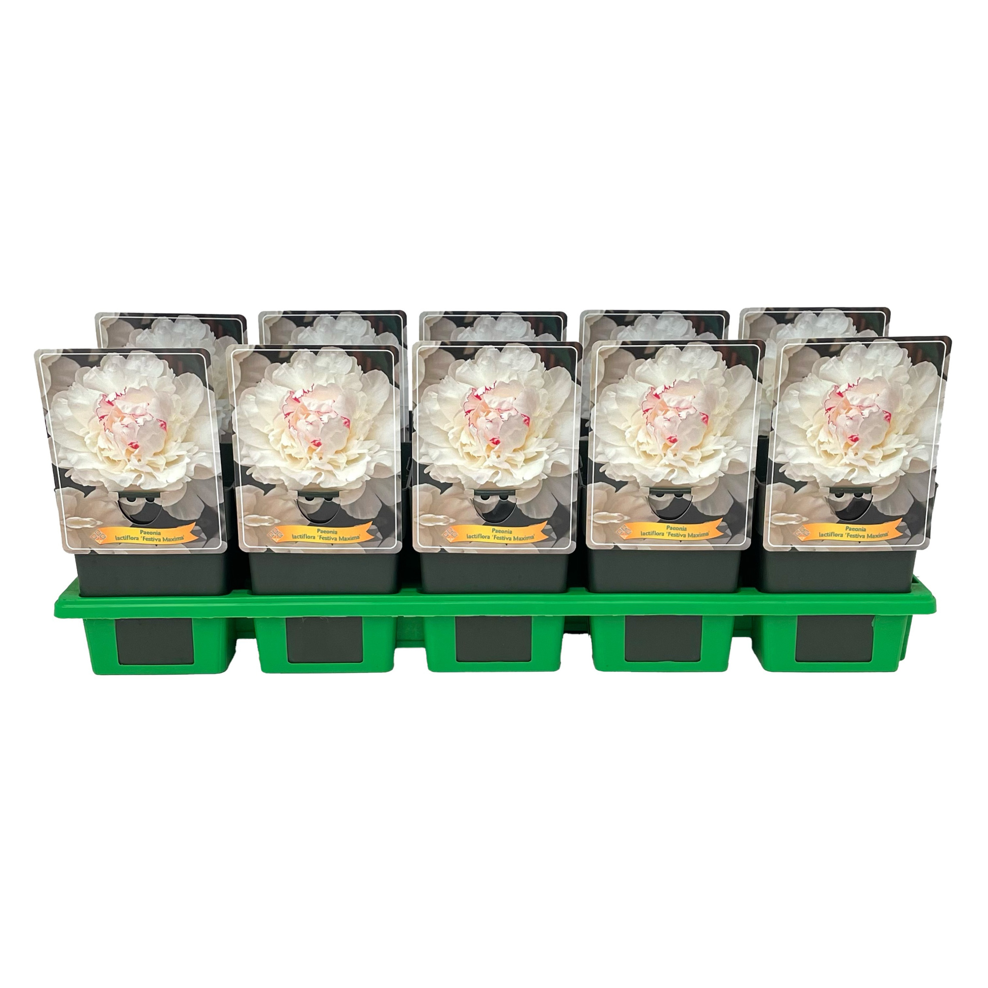 Paeonia lactiflora 'Festiva Maxima' P11, D 11
