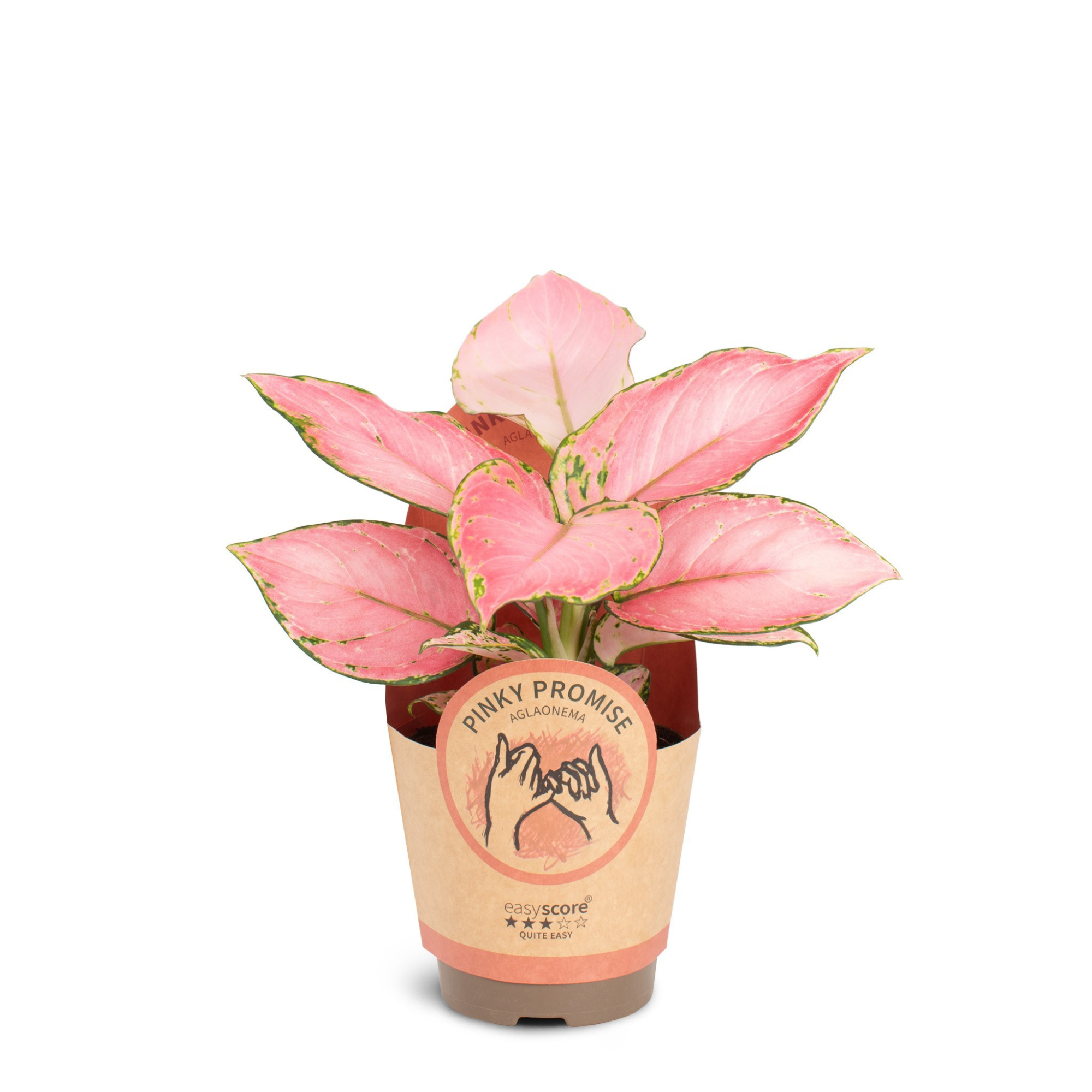 Aglaonema, D 11