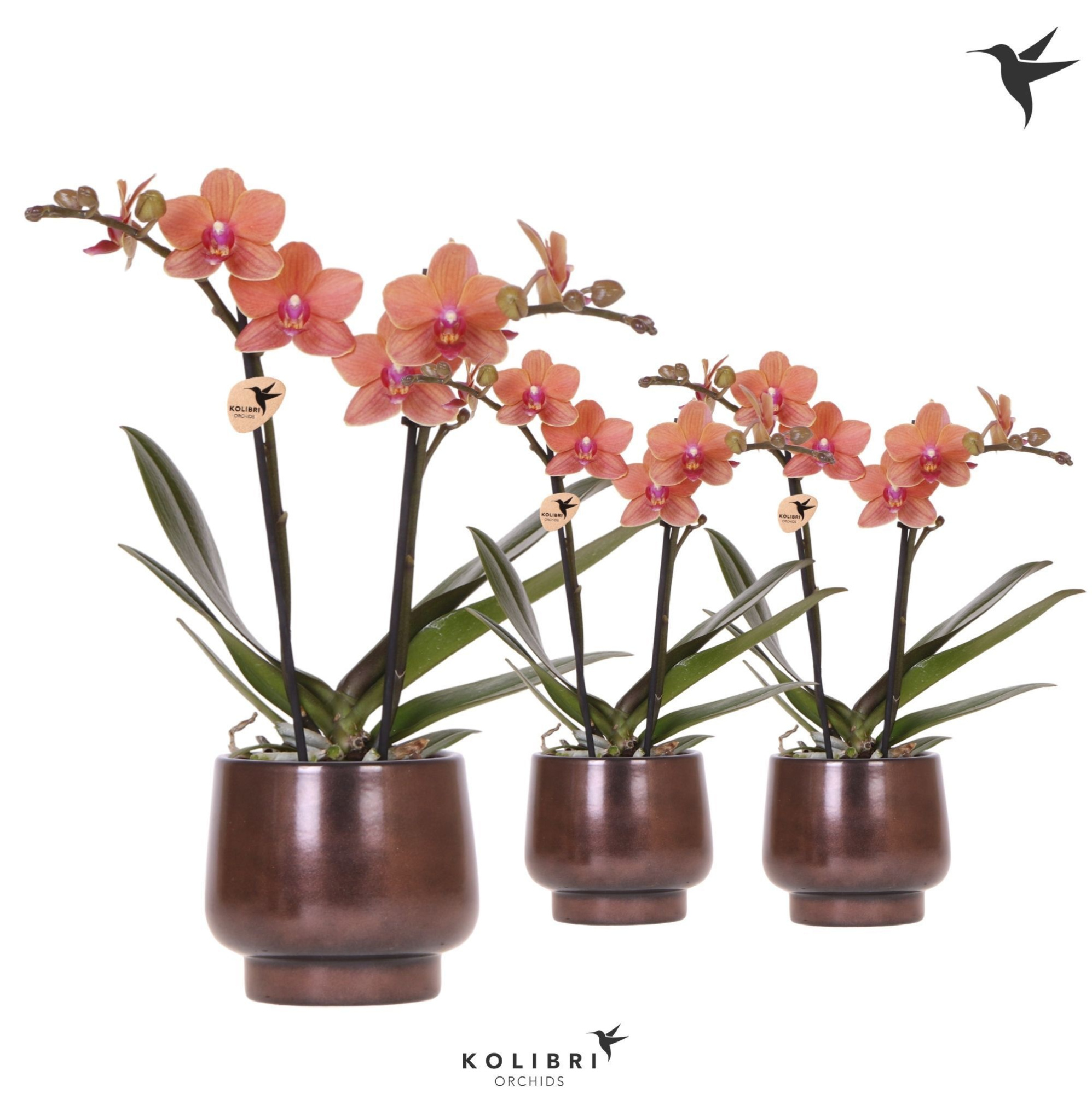 Kolibri Orchids Phalaenopsis orange 2spike in Scandic pot copper, D 9