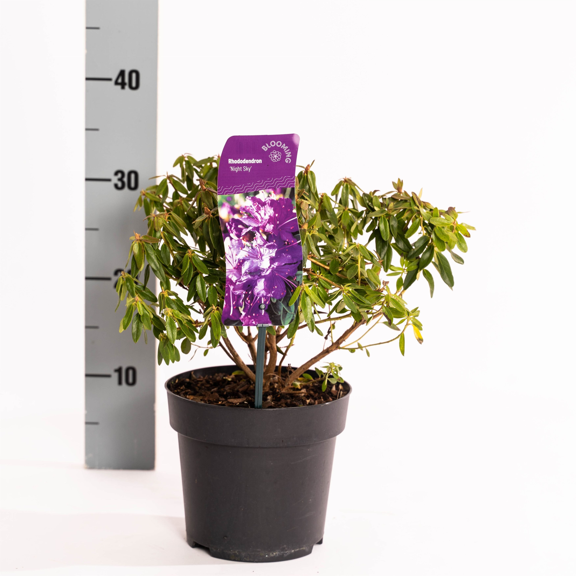 Rhododendron 'Night Sky', D 17