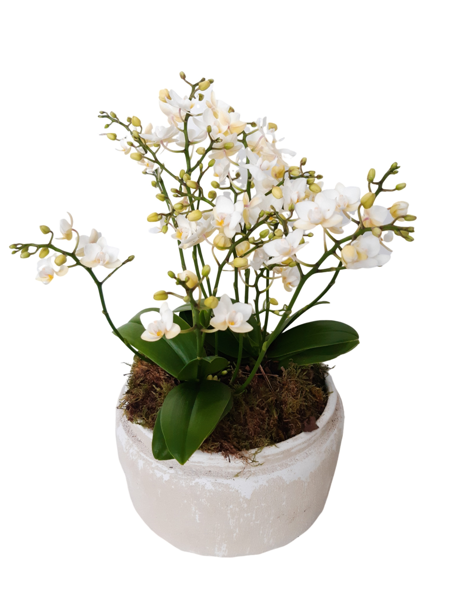 RWB24PWO Rude Bowl White 2x Phalaenopsis Wild Orchids, D 24