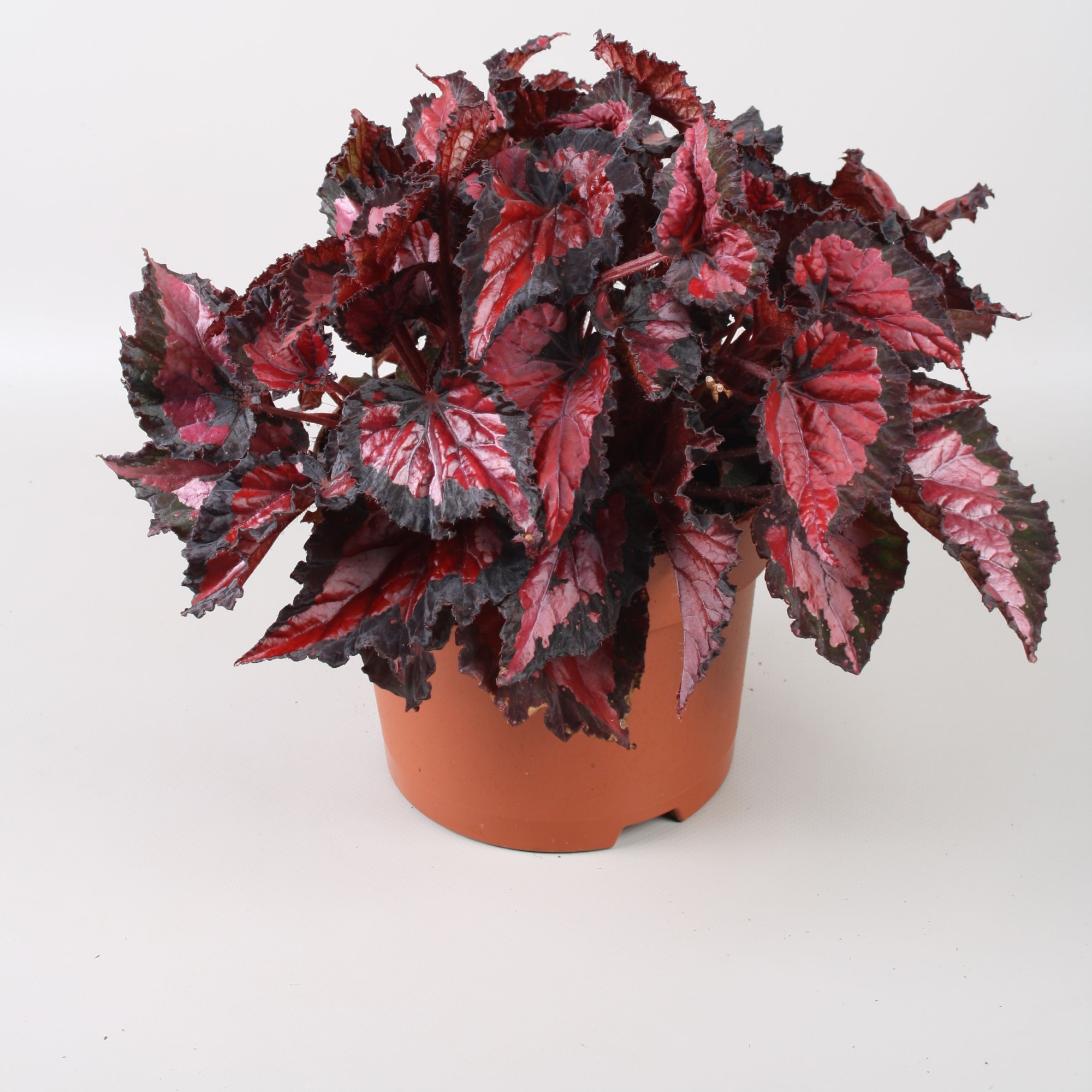 Begonia Beleaf Inca Night, D 17
