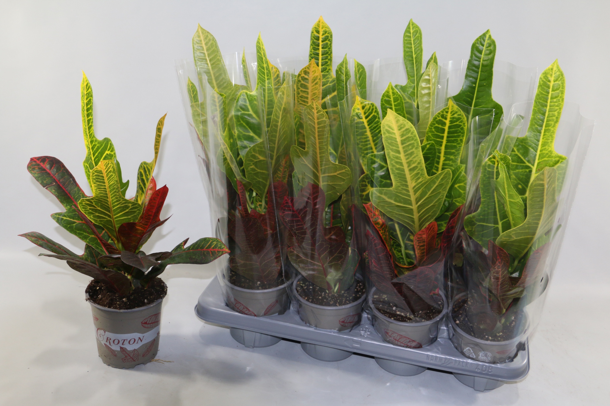 Croton Excellent in design hoes"Sunshiners®", D 13