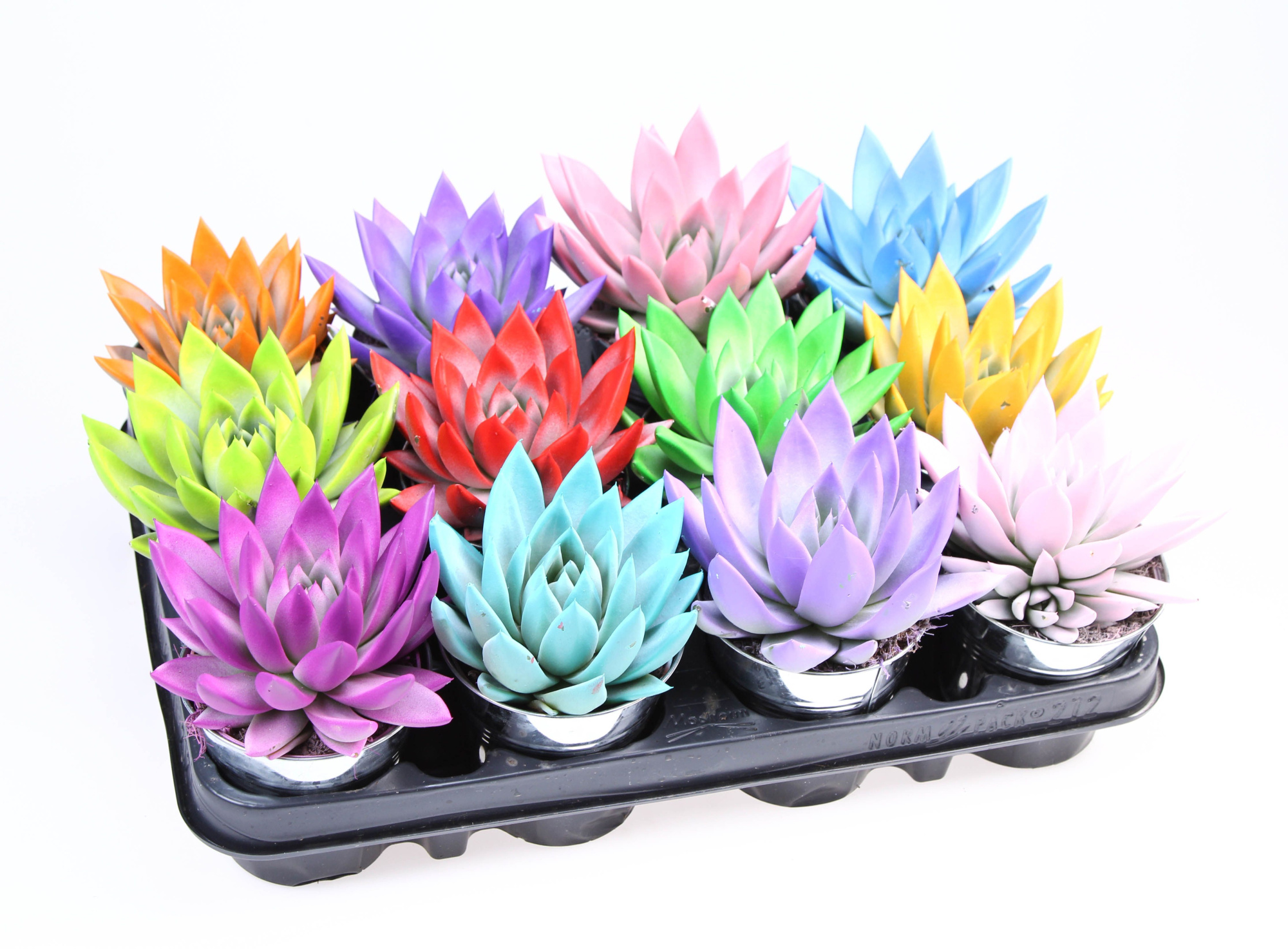 Rainbow zinkpot, D 10