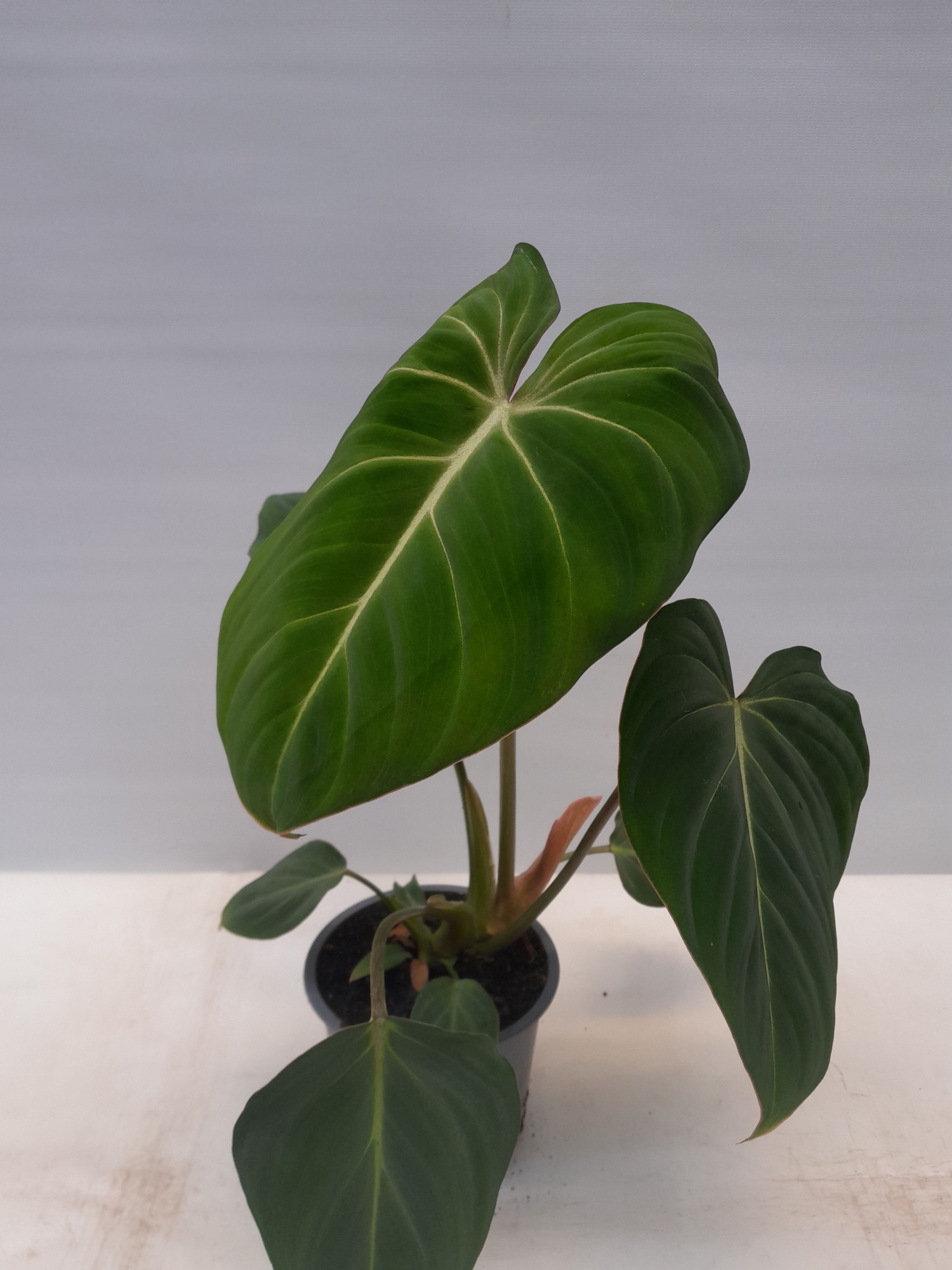 PHILODENDRON GLORIOSUM, D 12