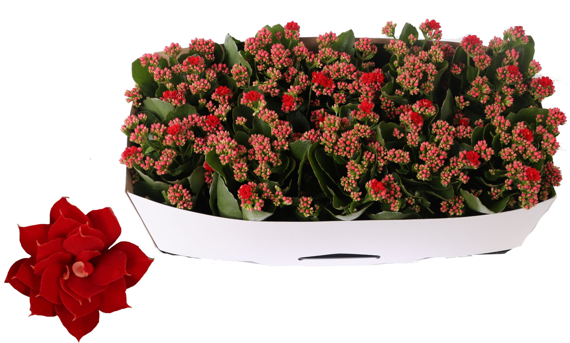 Kalanchoe Rosalina 12cm Don Justino rood, Traykraag, D 12