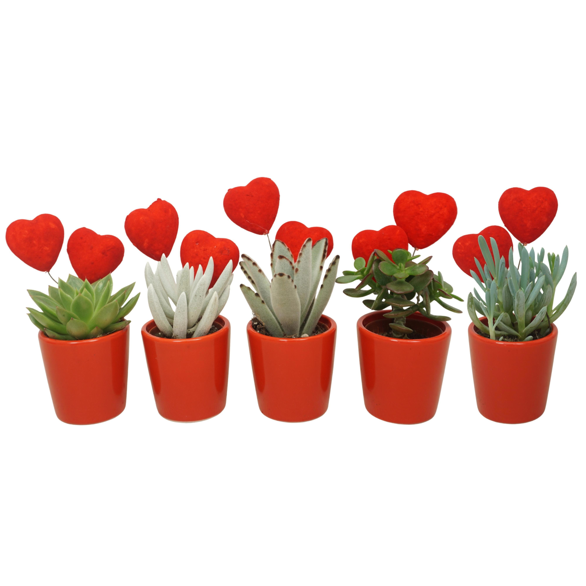 Succulent mix in 6 cm 'Rood potje' met 2 rode hartjes, D 5,5