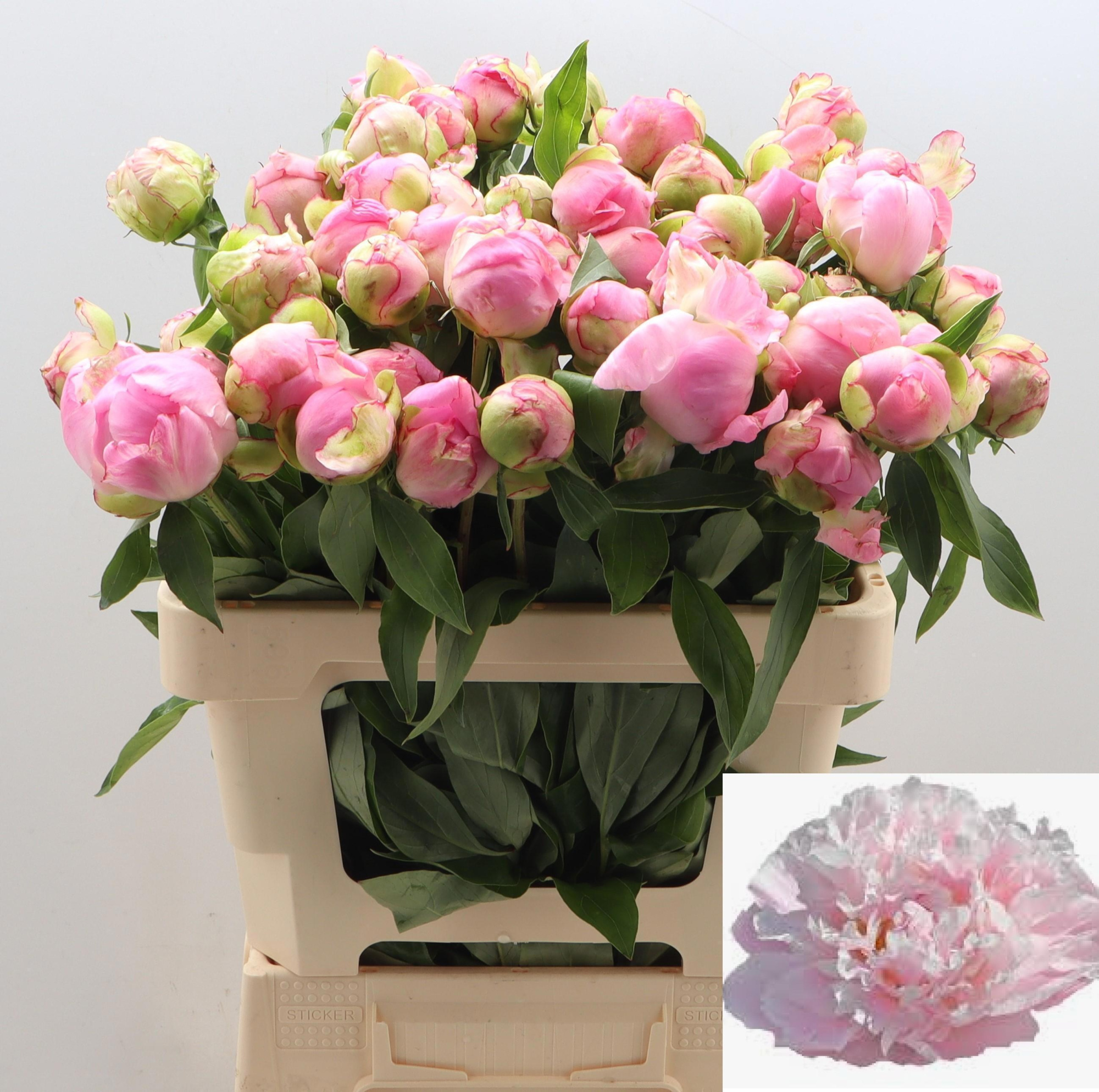 Пион Катарина Фонтейн 60, шт.