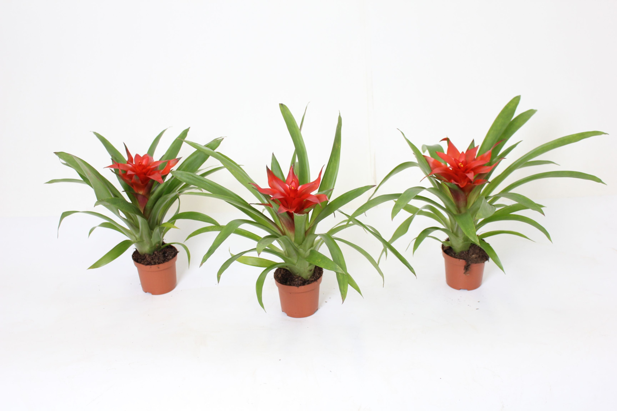 Guzmania Blitz, D 9