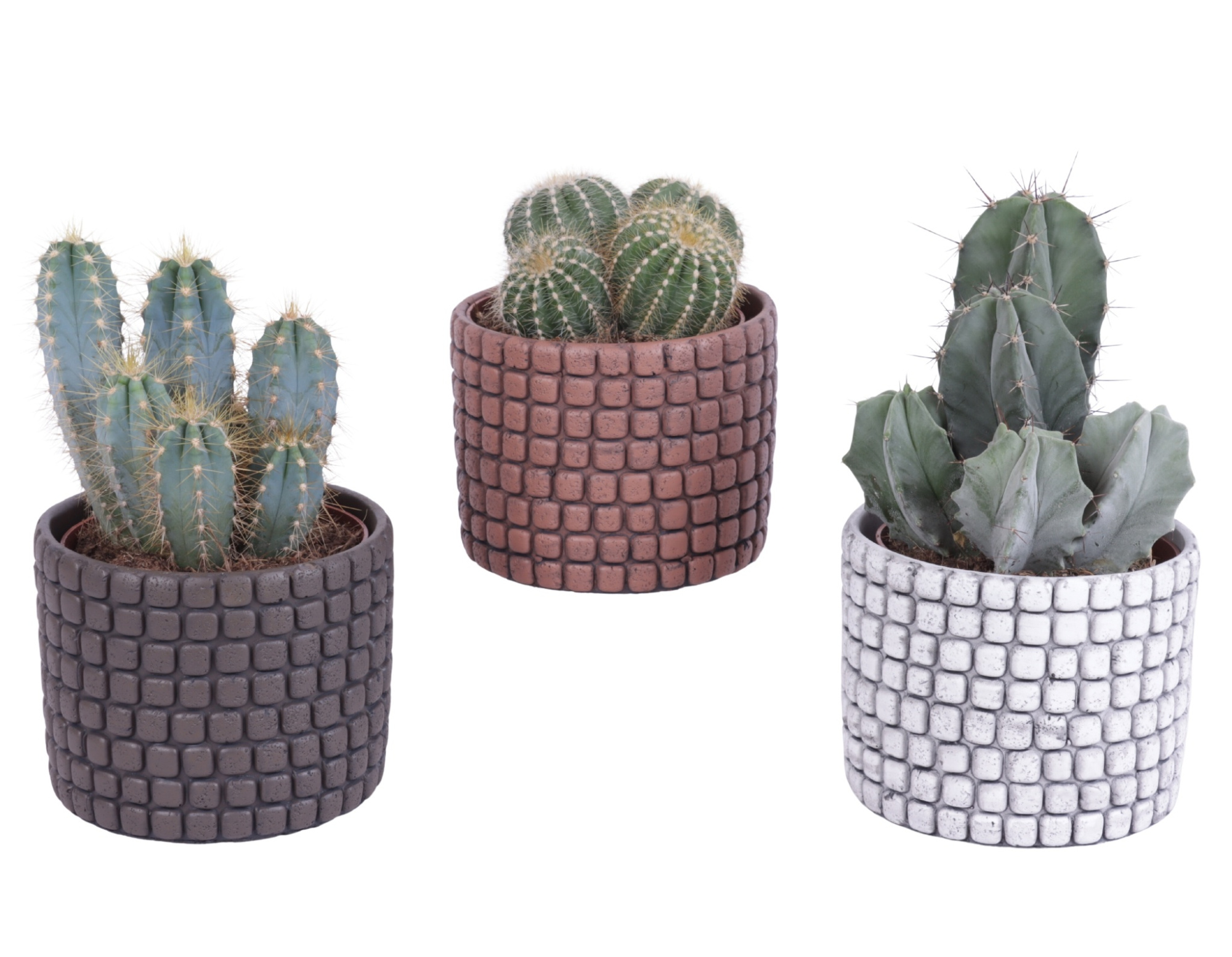 Cactus mix Ø12cm in Ø14cm Ceramic Pot Stone Texture, D 14