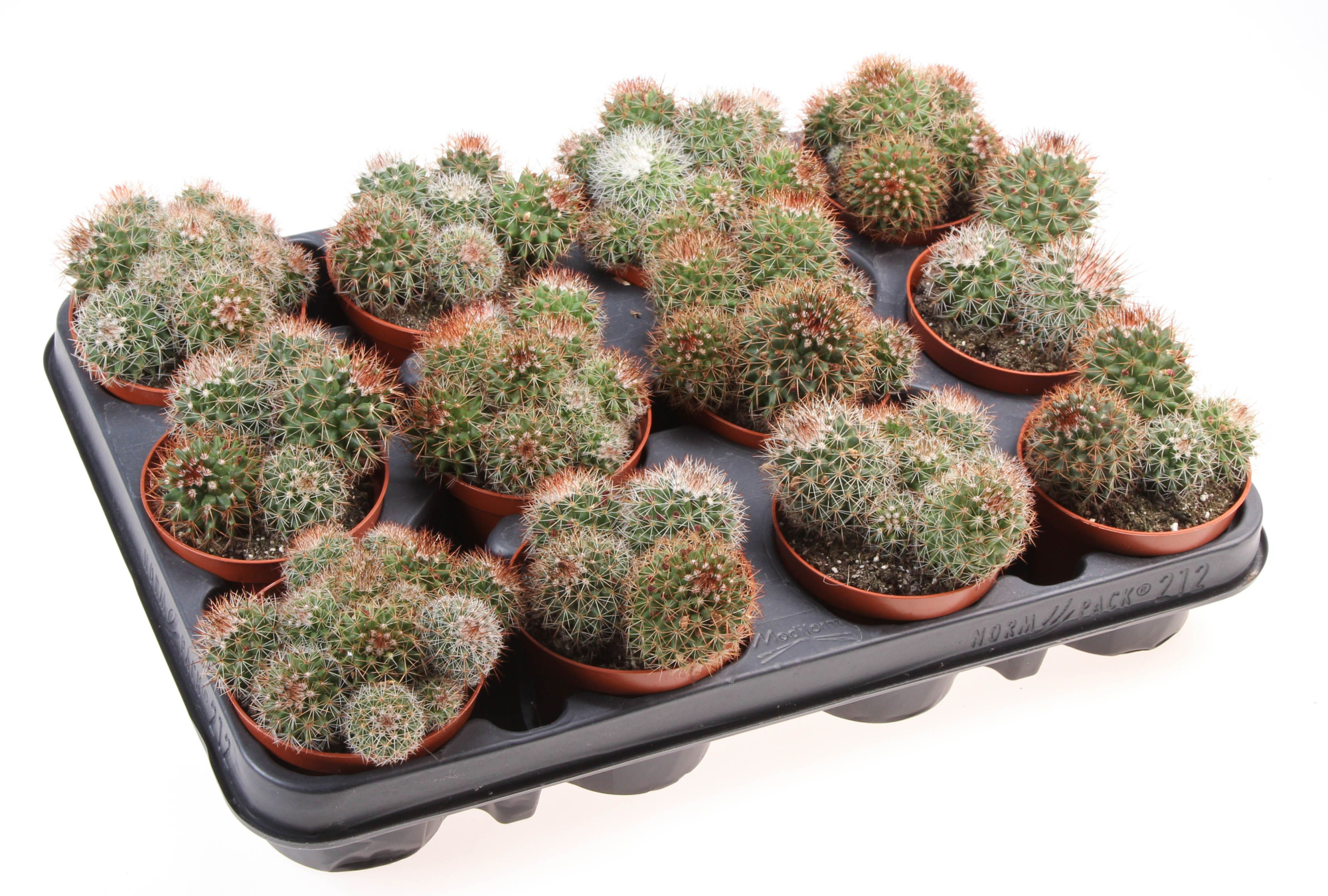 Mammillaria ernestii rood, D 8,5