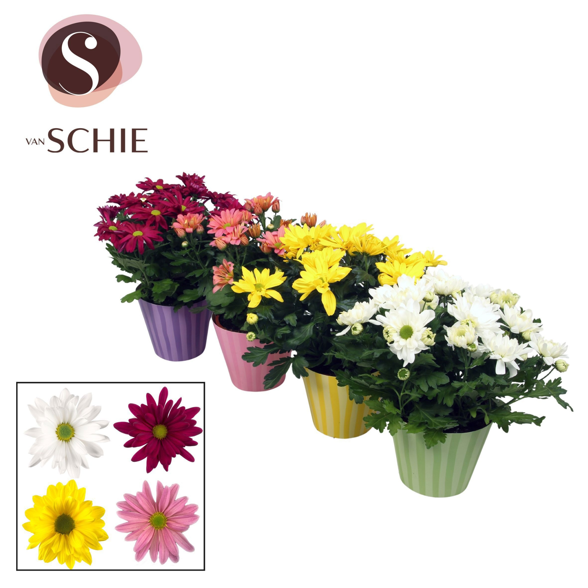 Ch Margarita Mix Potcover STRIPES, D 13