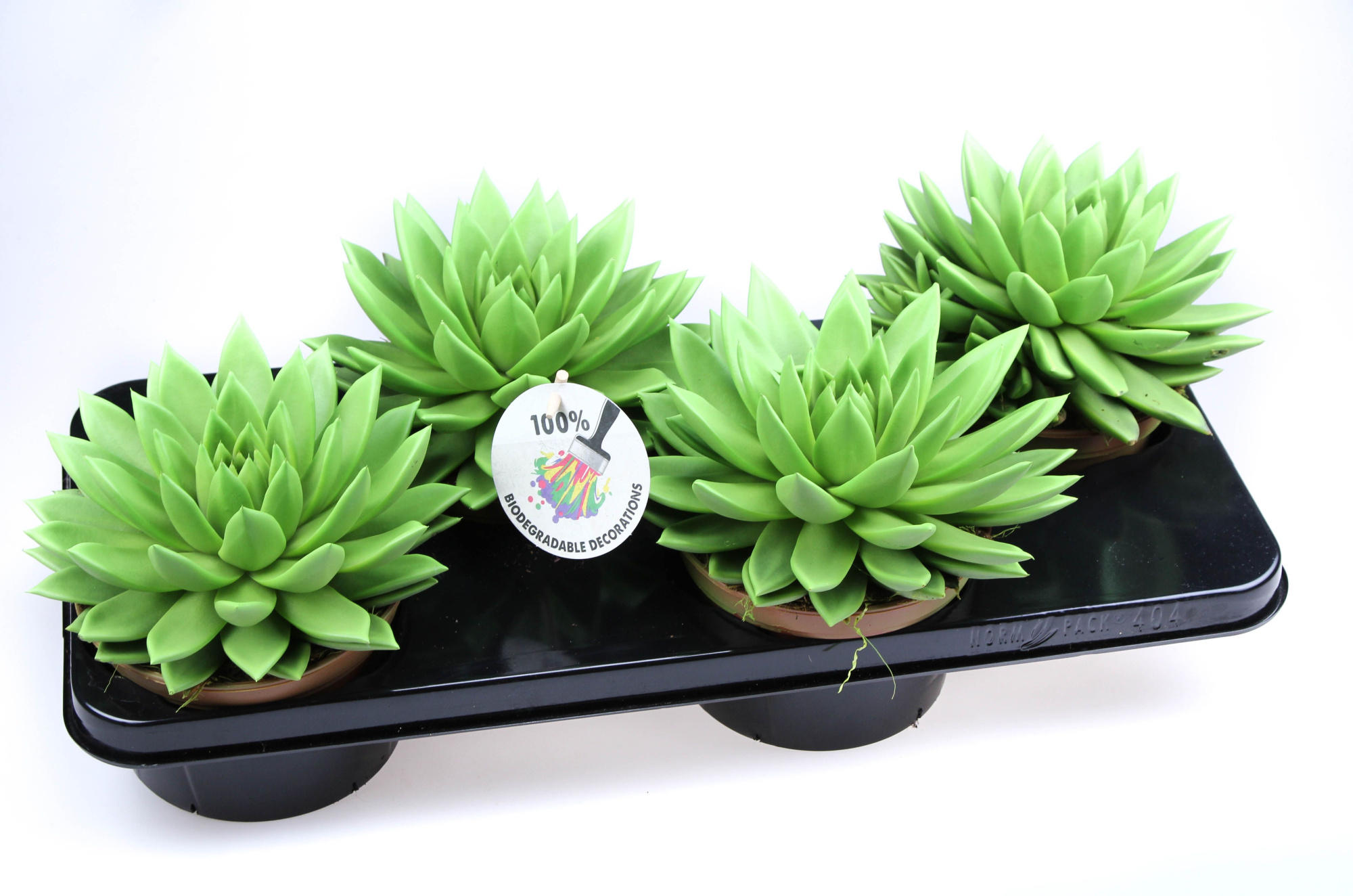 Rainbow bright green, D 15