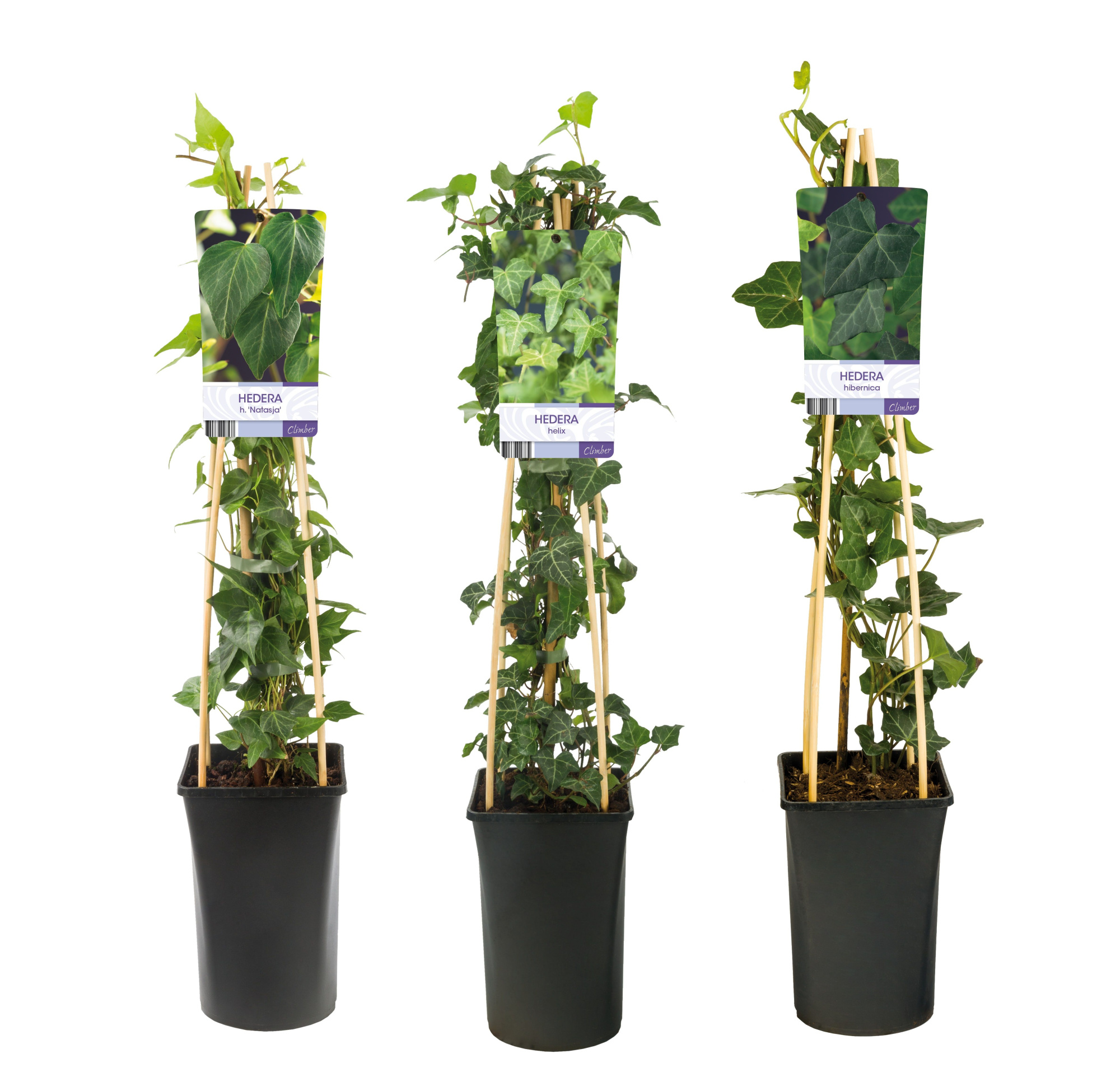 Mixtray Hedera green varieties +light label, D 17