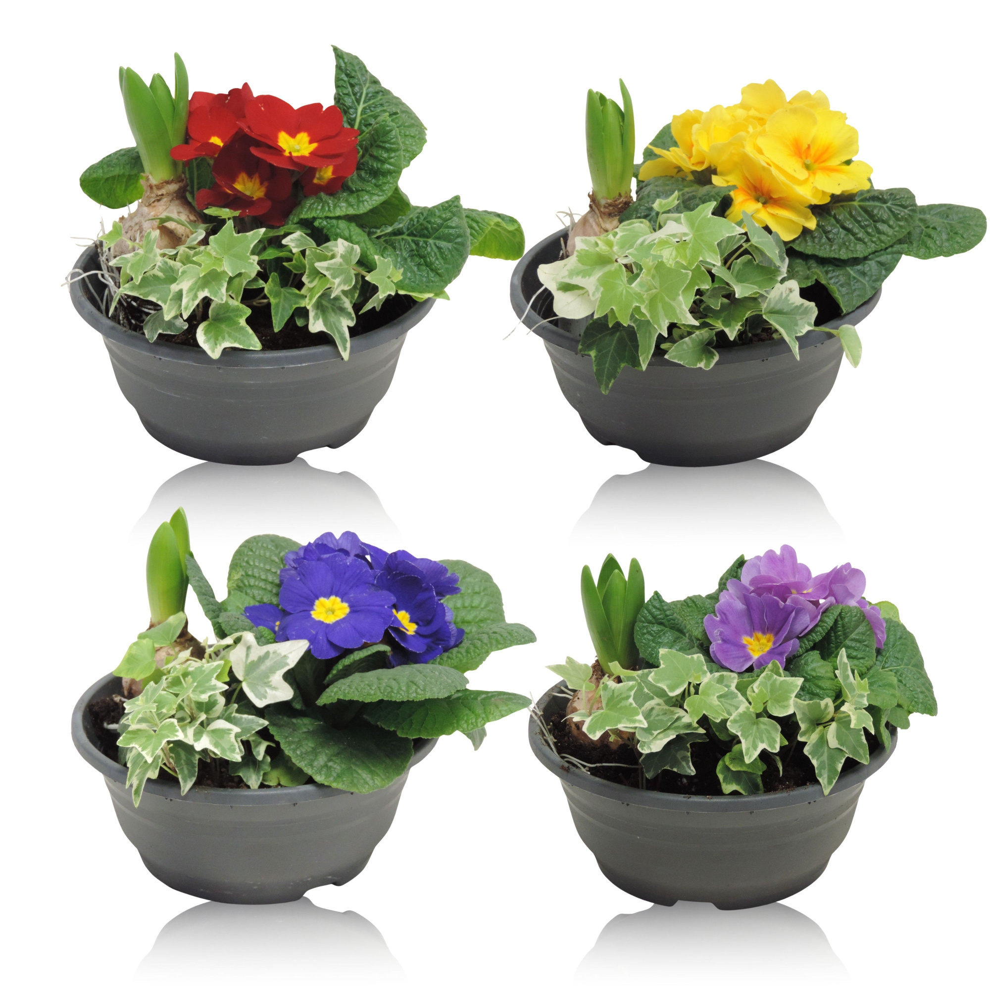 Arrangement Early Spring Classic Hyacint in Schaal 19 cm, D 19