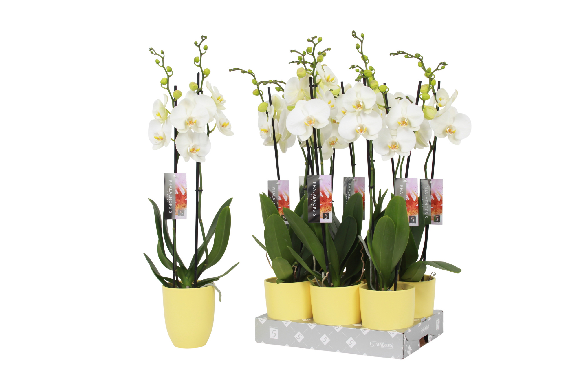 Phalaenopsis White, 2-spike Yellow Ceramics, D 12