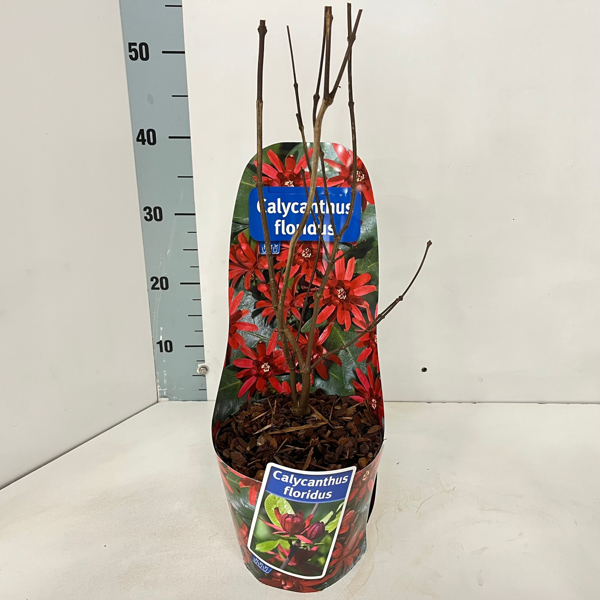 Calycanthus floridus (in potcover), D 17