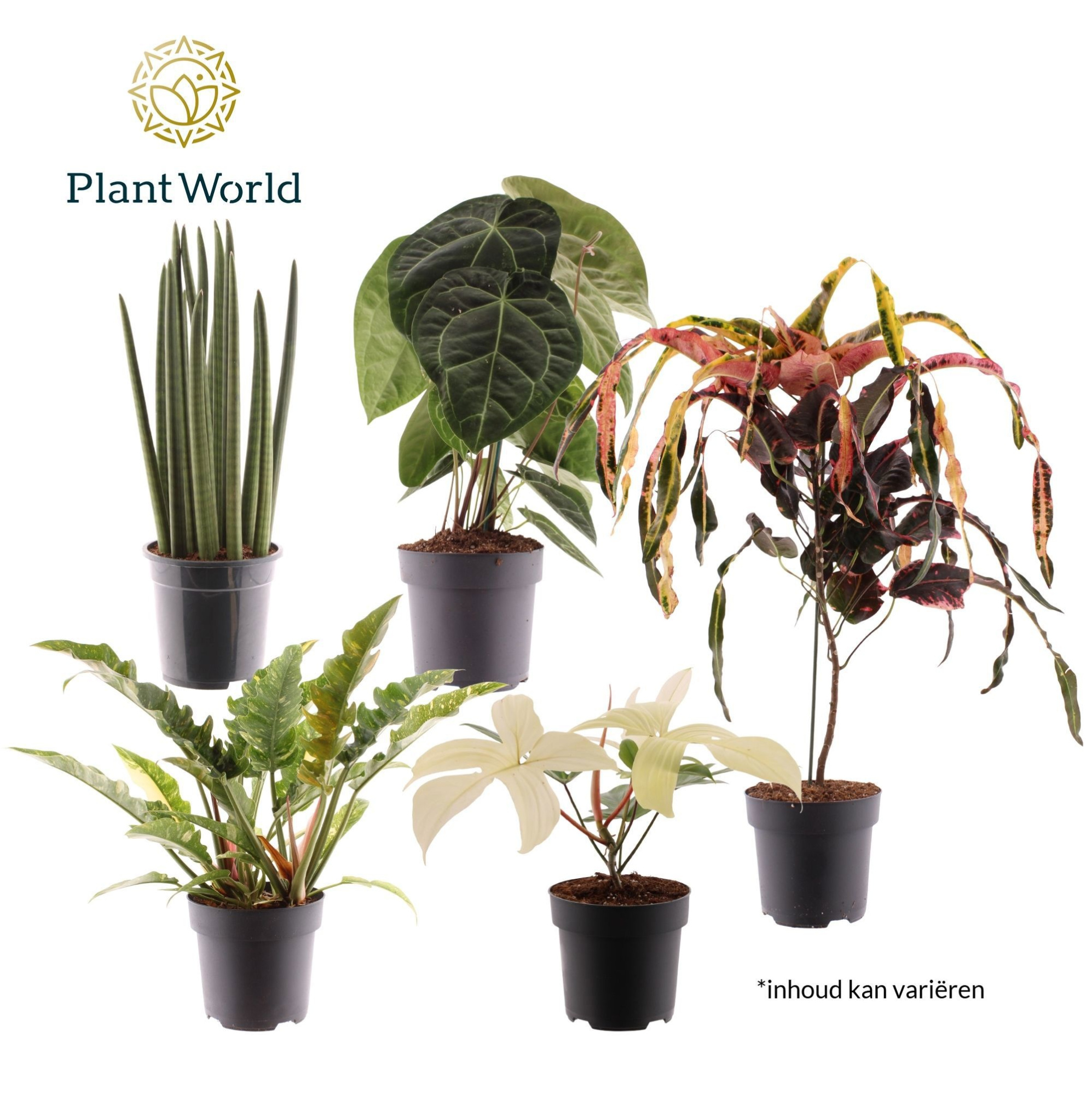 Luxury mix P19, D 19