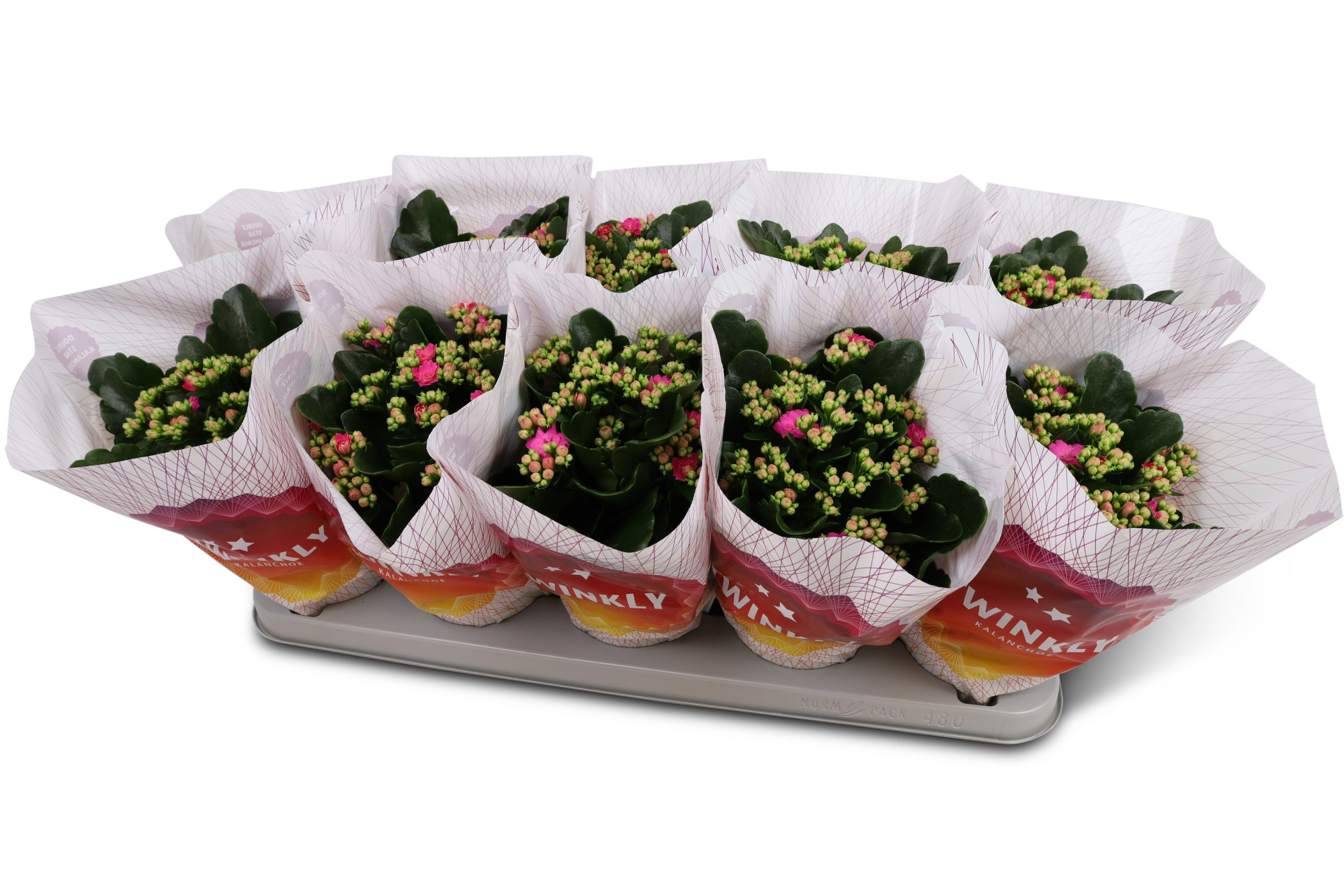 Kalanchoë Perfecta Purple Twinkly hoes, D 12