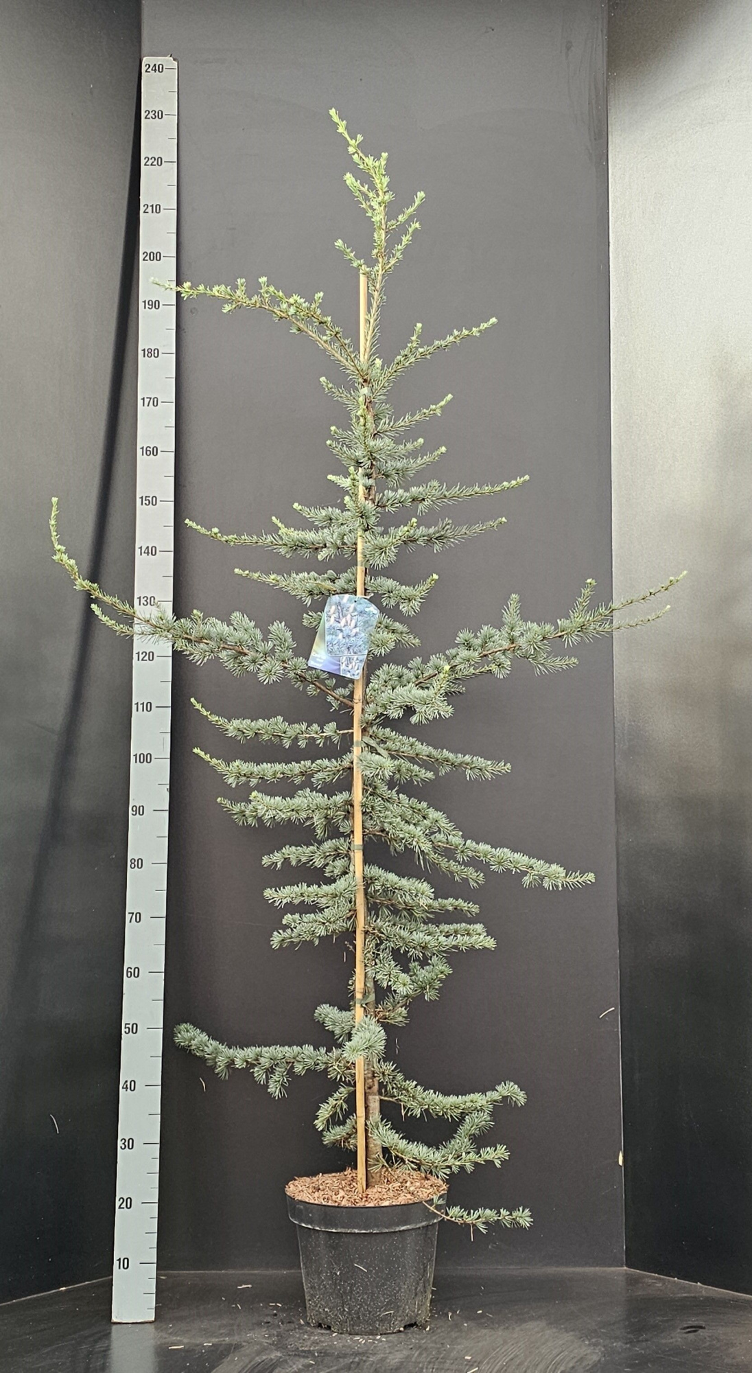 Cedrus libani Glauca, D 29