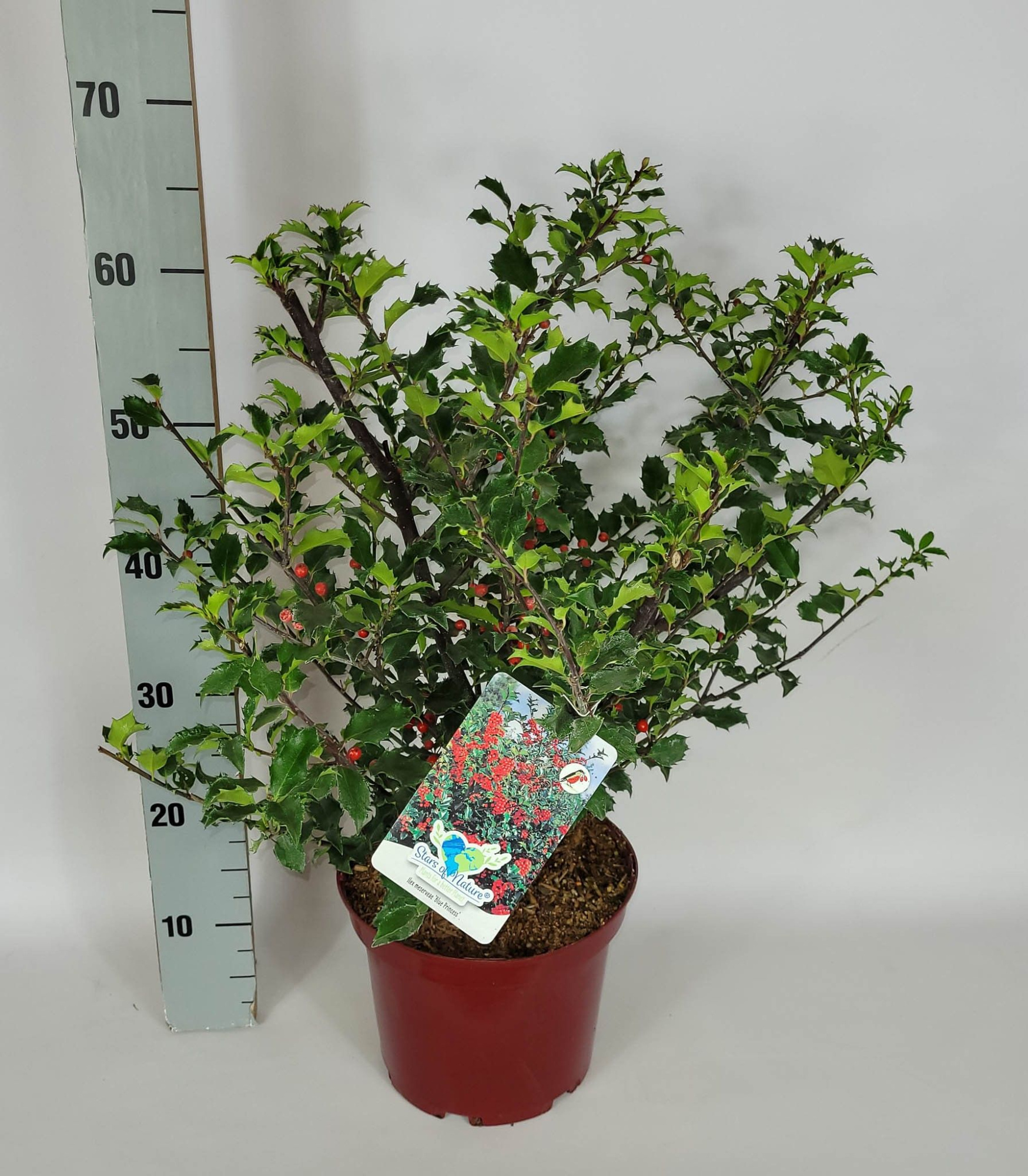 Ilex meserveae Blue Princess C5 40-50, D 23