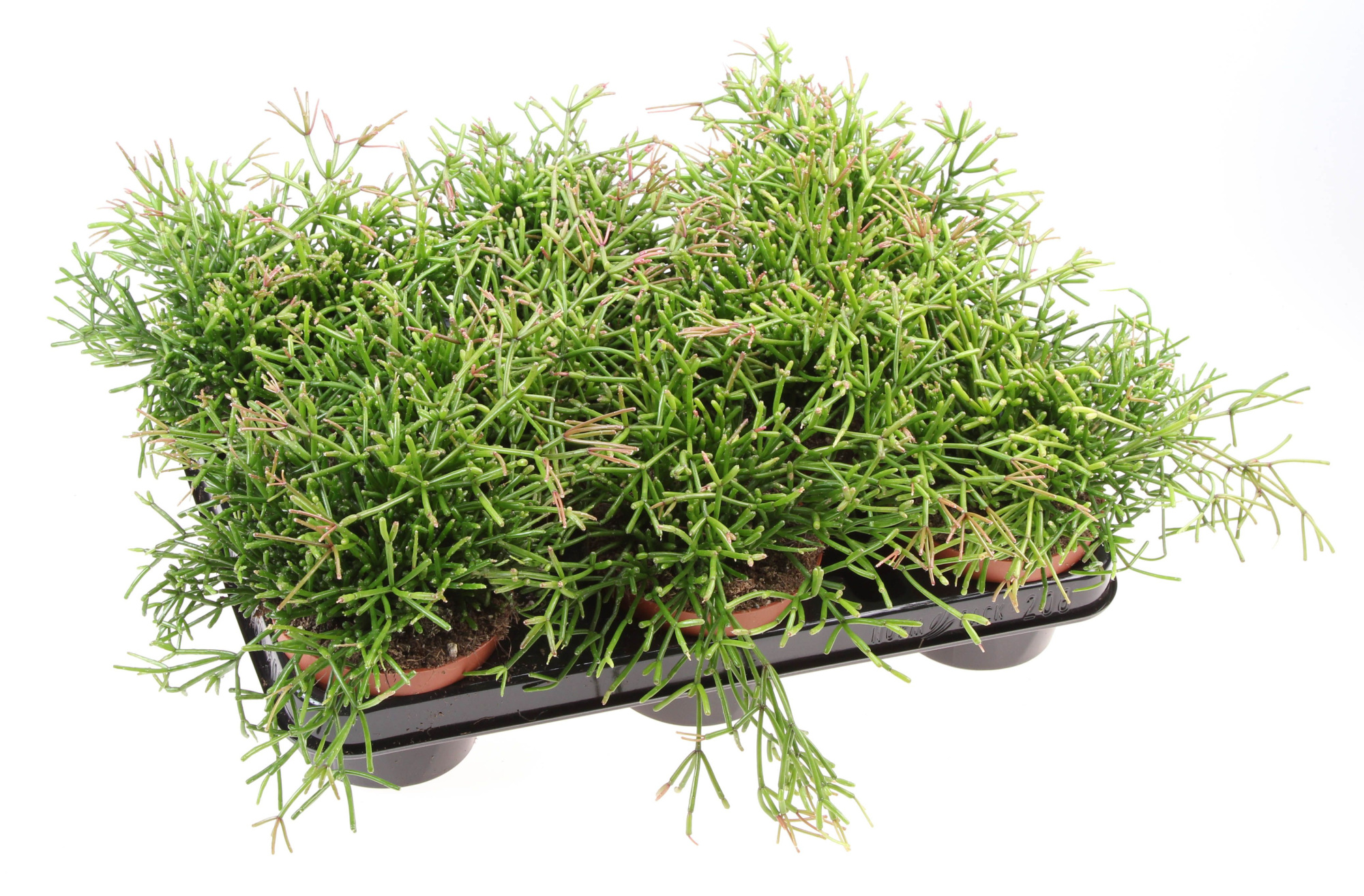 Rhipsalis Clavata, D 10,5