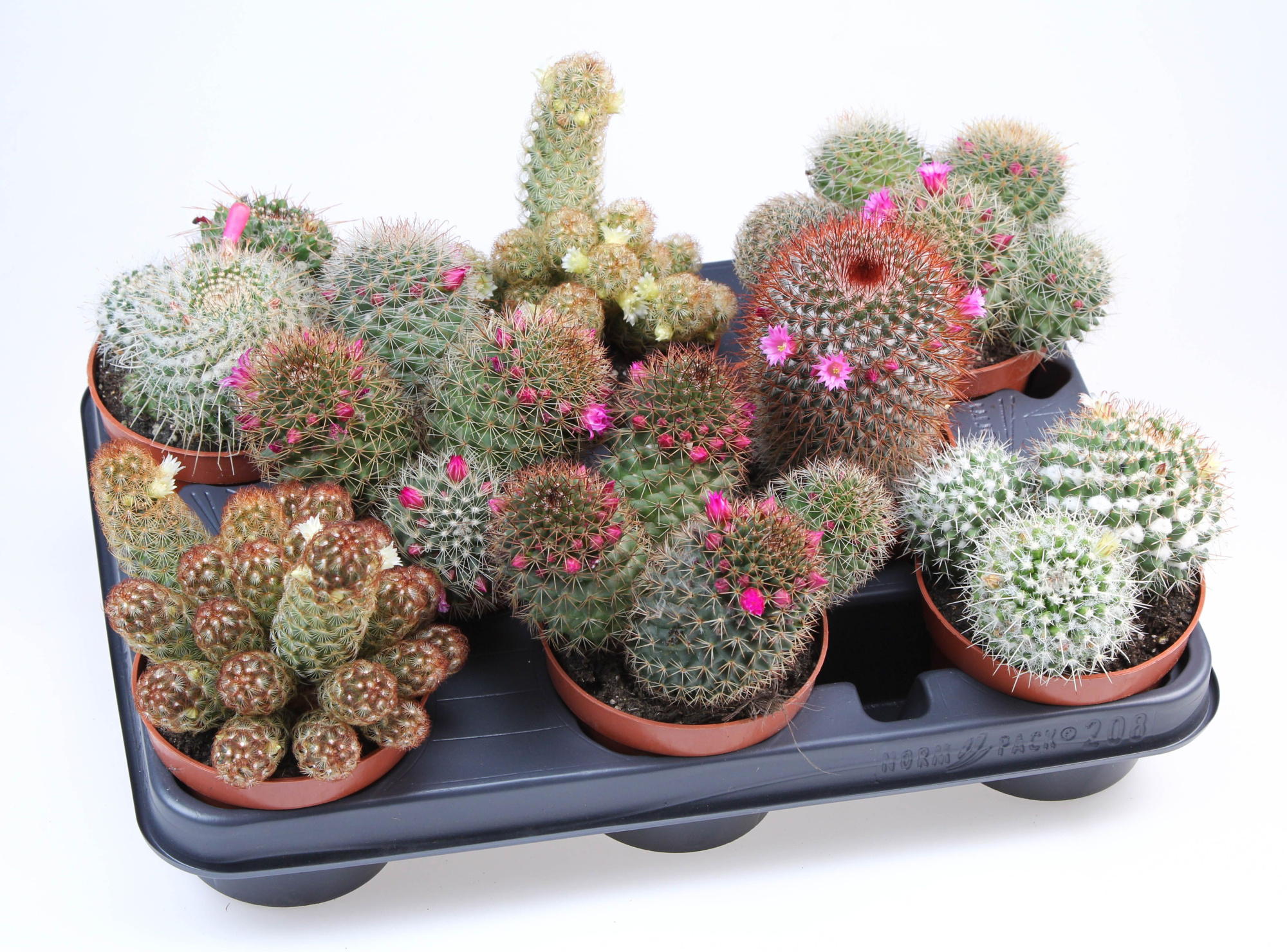 Mammillaria bloei mix, D 10,5