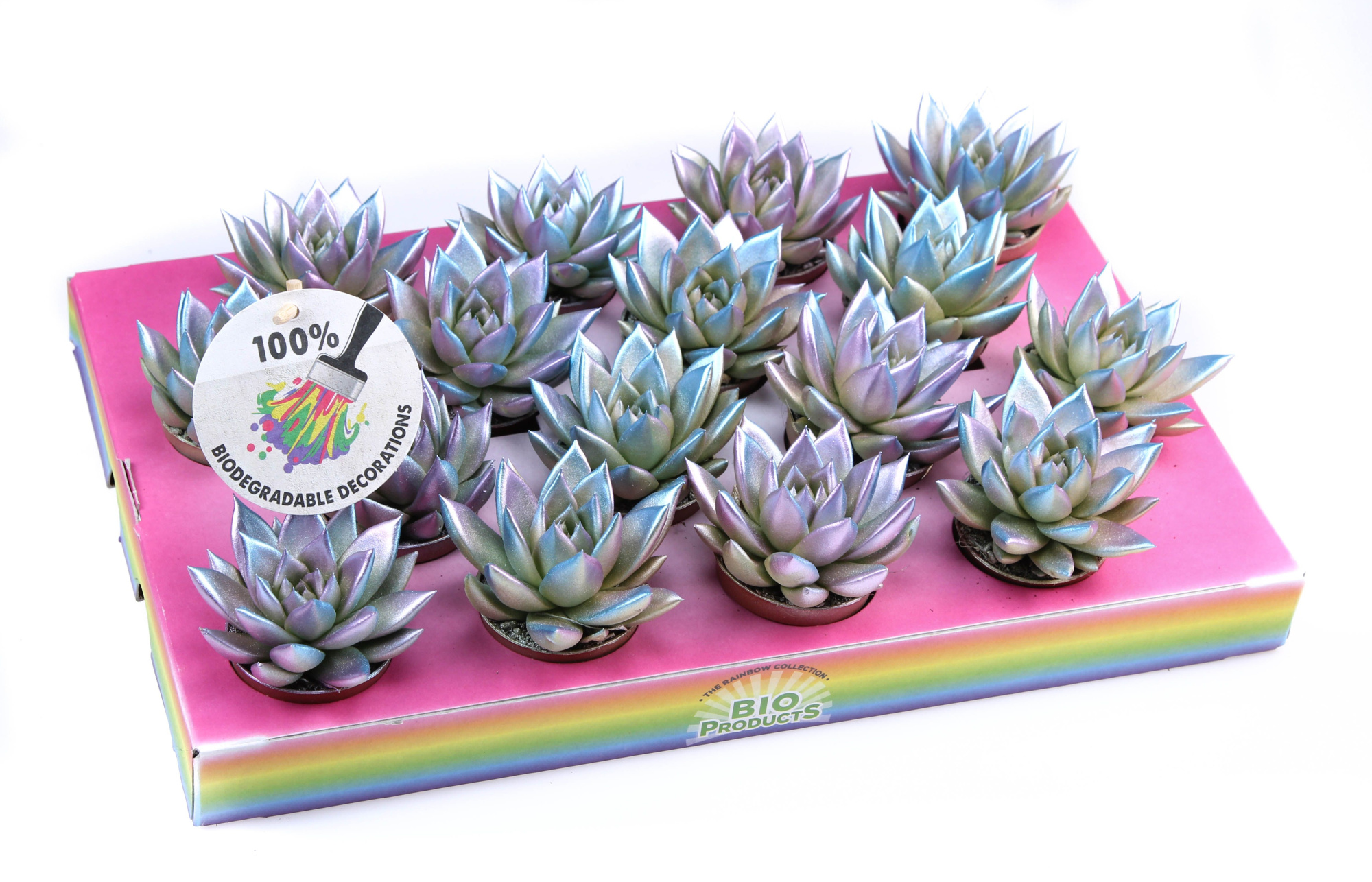 Bio miranda Metallic chameleon, D 6,5