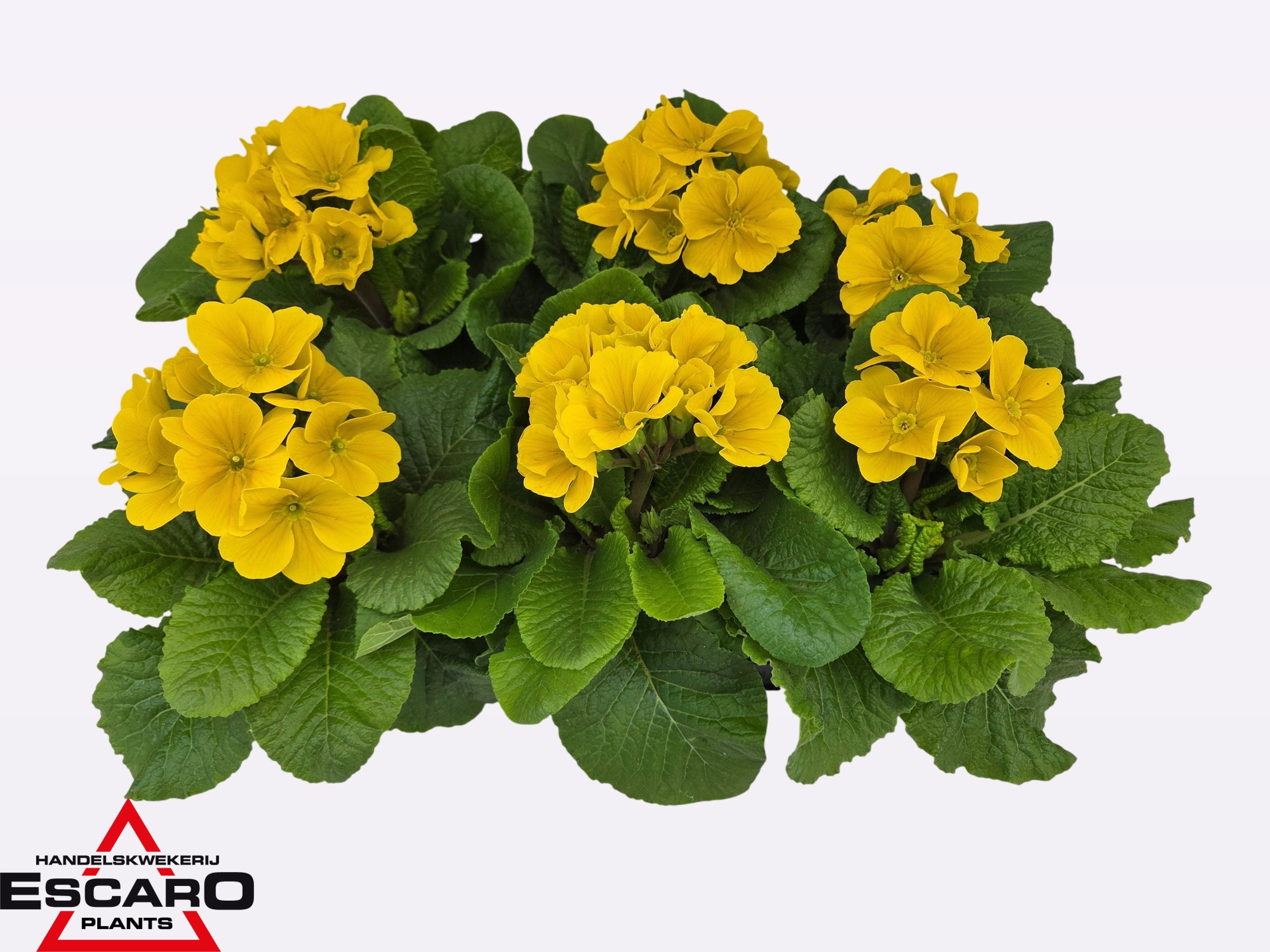 Primula elatior Perola yellow P12, D 12